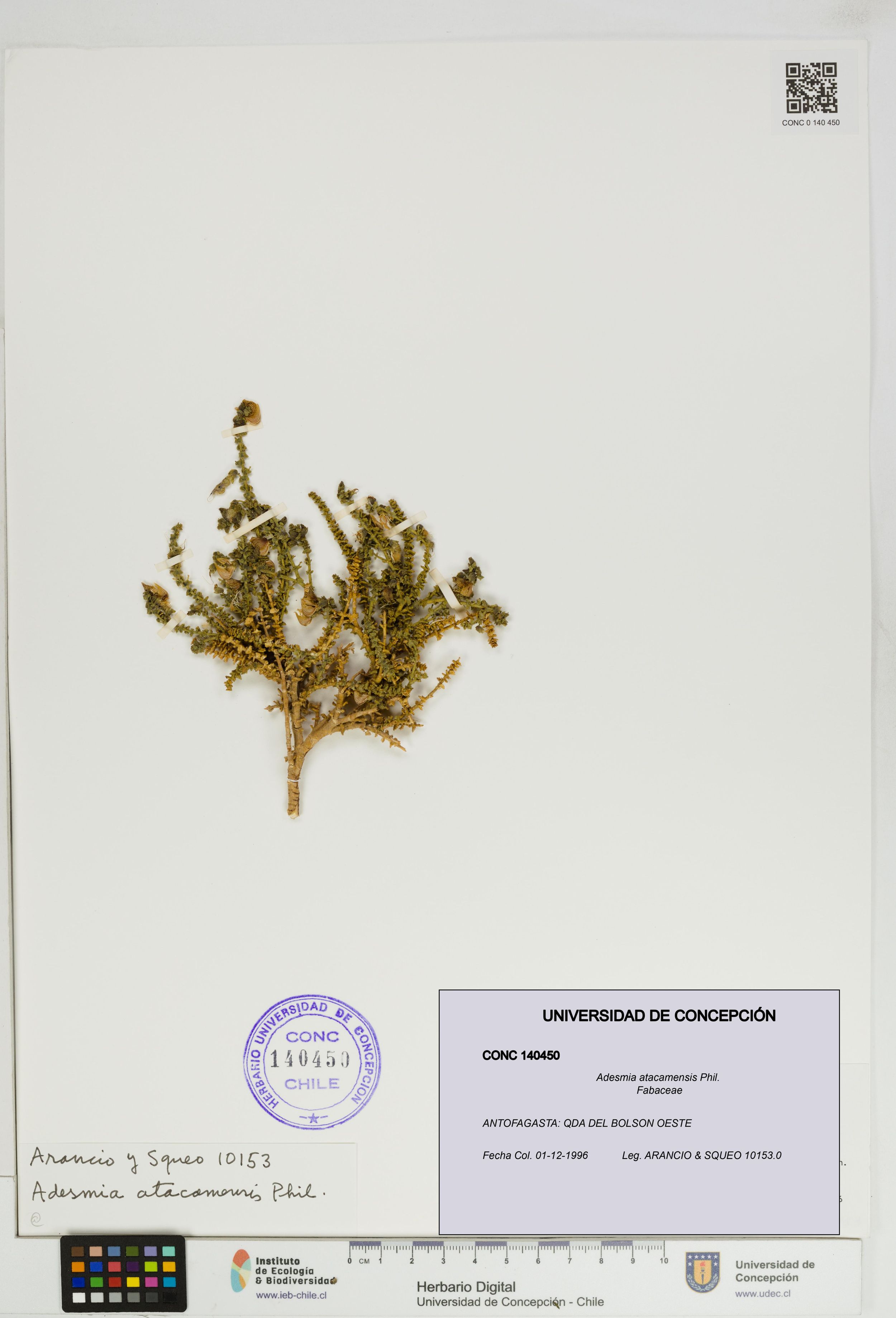 Adesmia atacamensis [Espécimen: ]