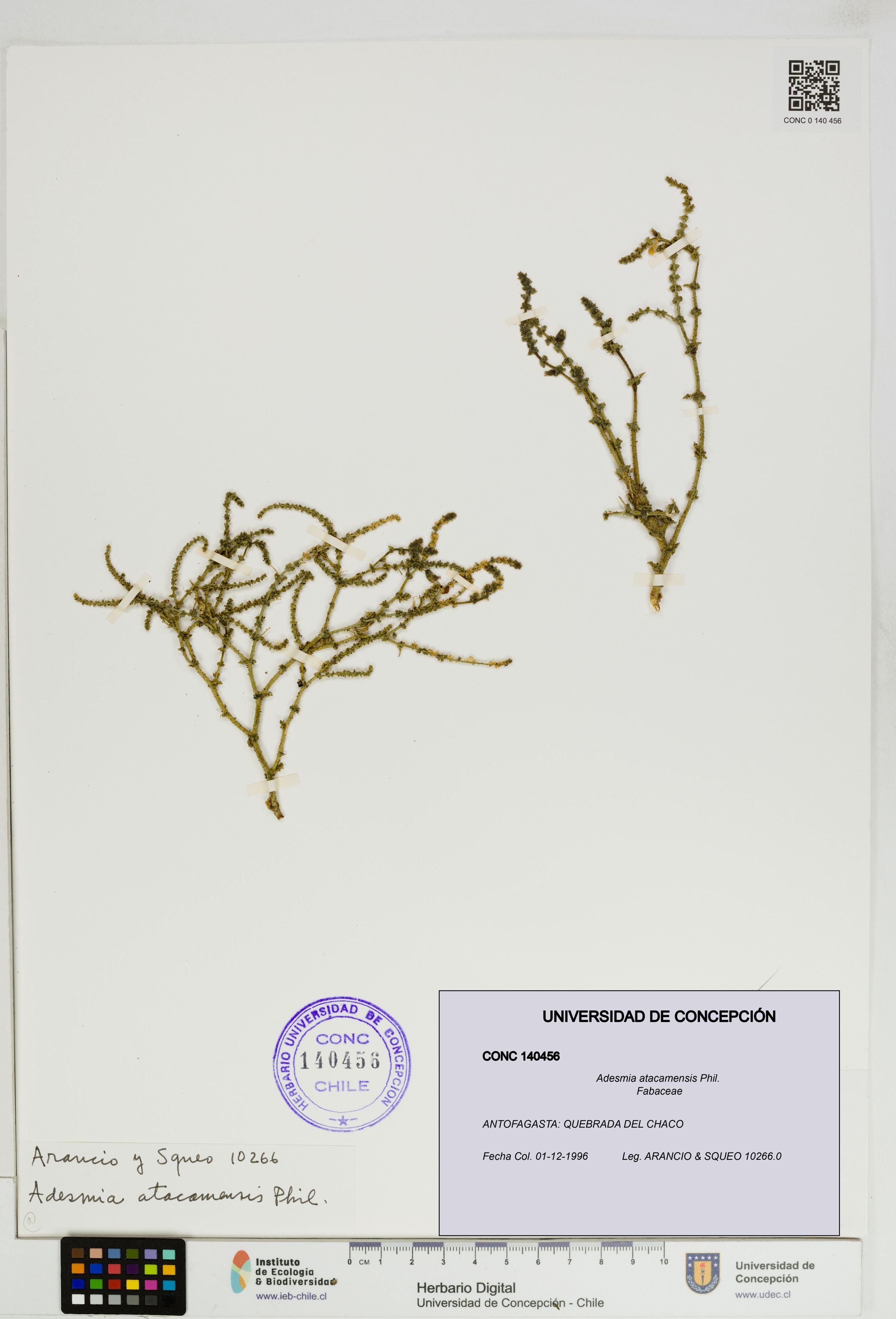Adesmia atacamensis [Espécimen: ]