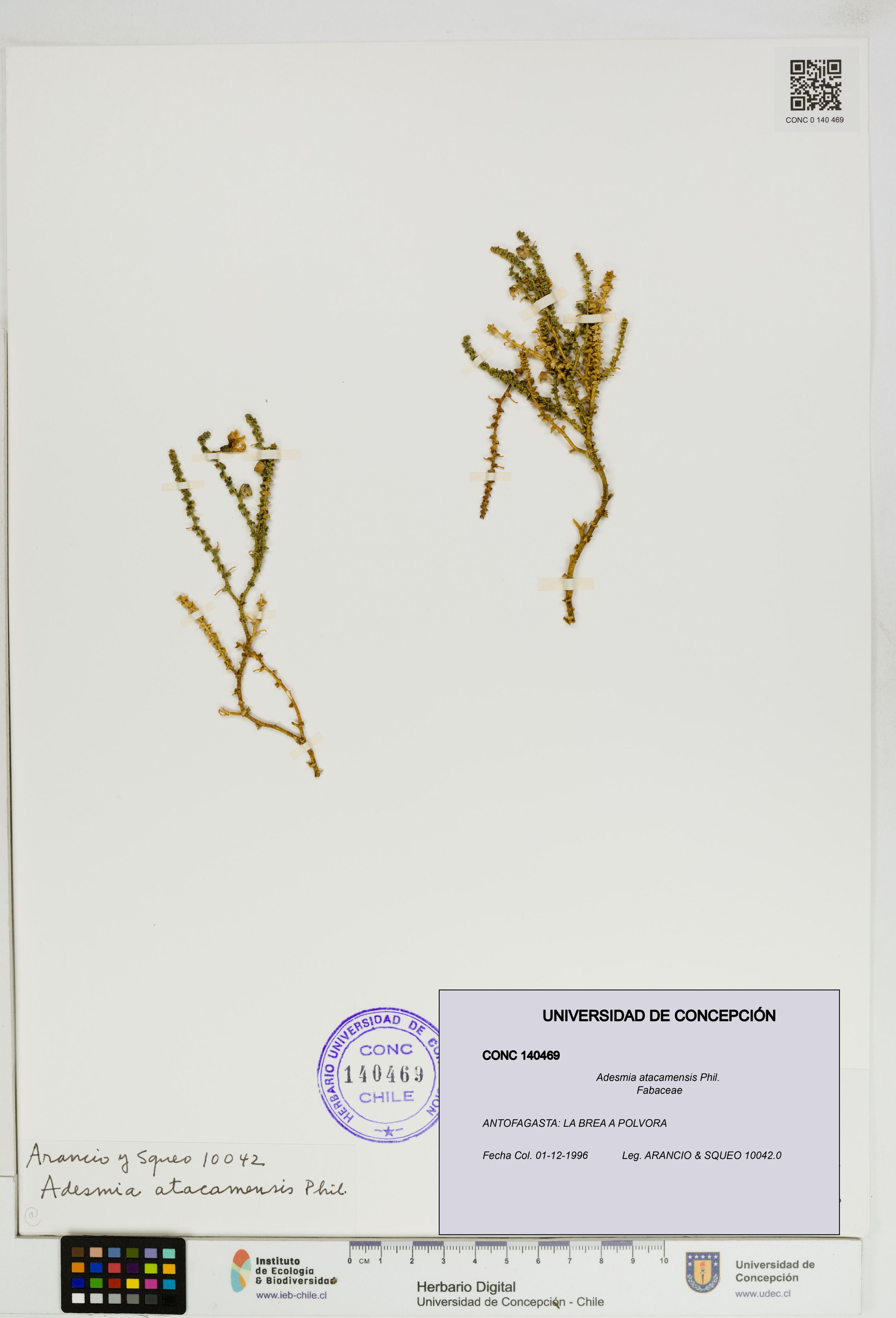 Adesmia atacamensis [Espécimen: ]