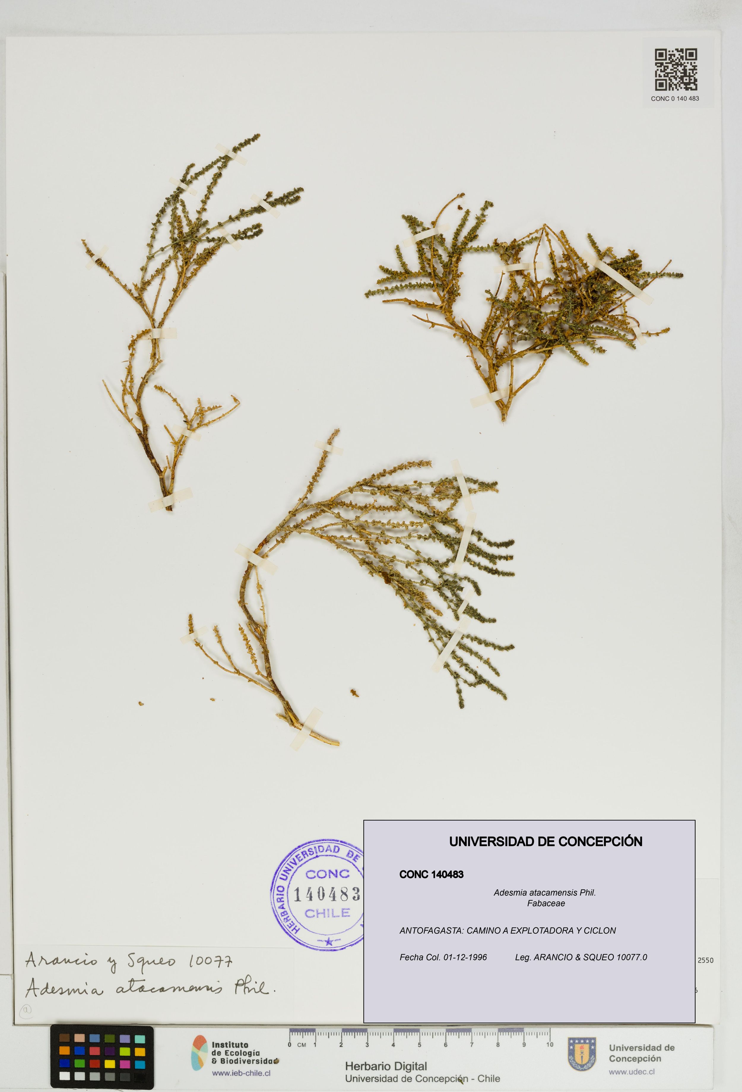 Adesmia atacamensis [Espécimen: ]