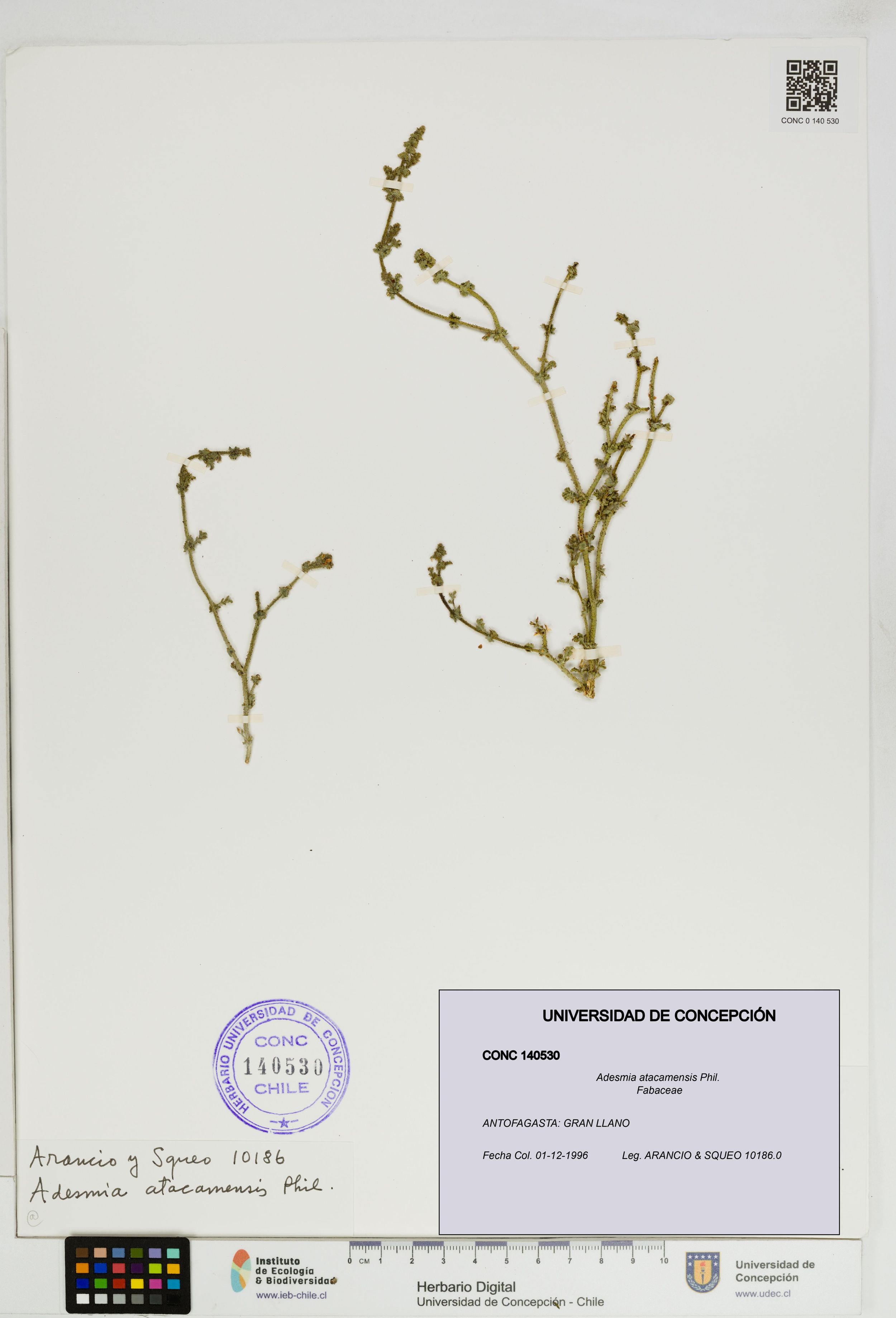 Adesmia atacamensis [Espécimen: ]