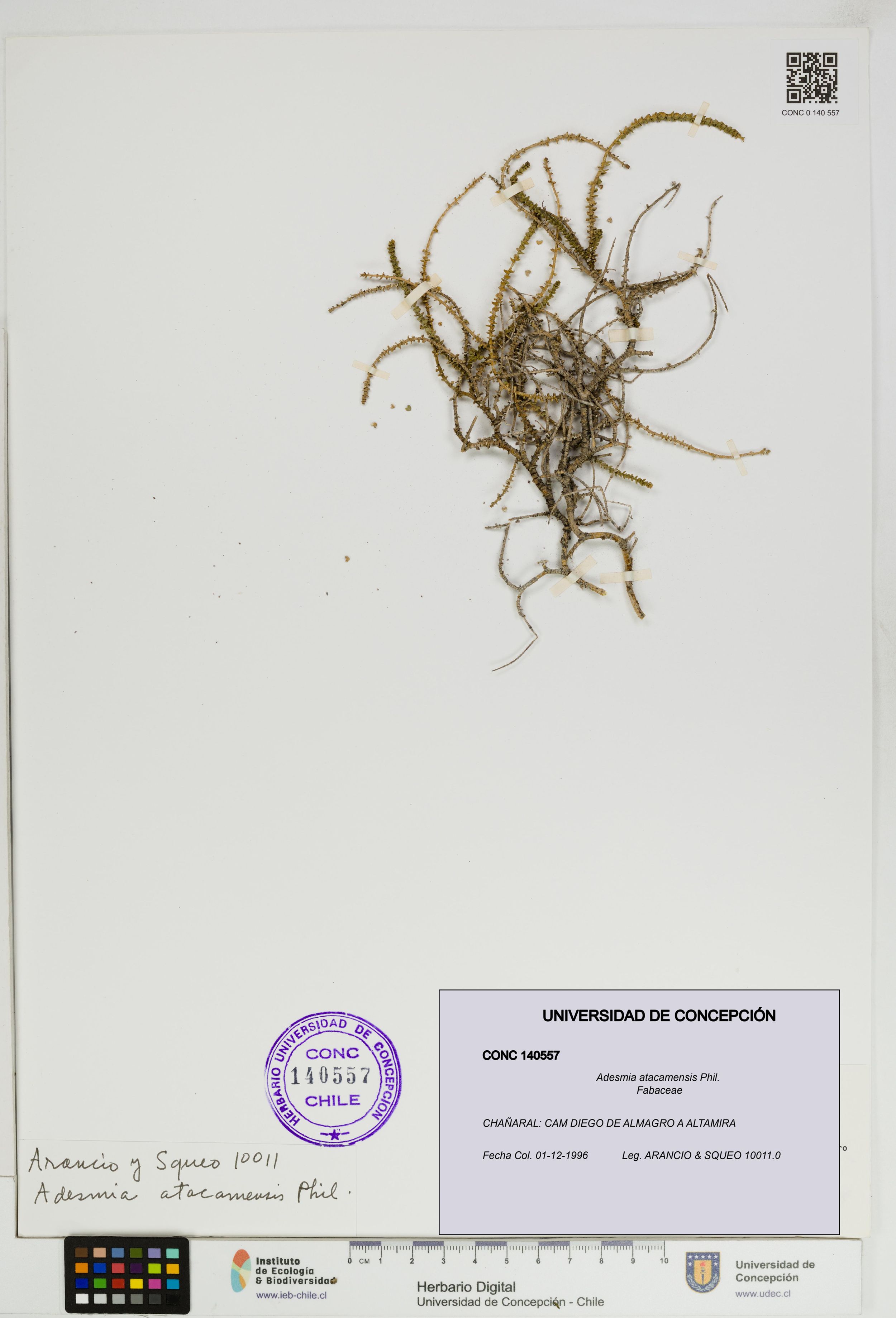 Adesmia atacamensis [Espécimen: ]
