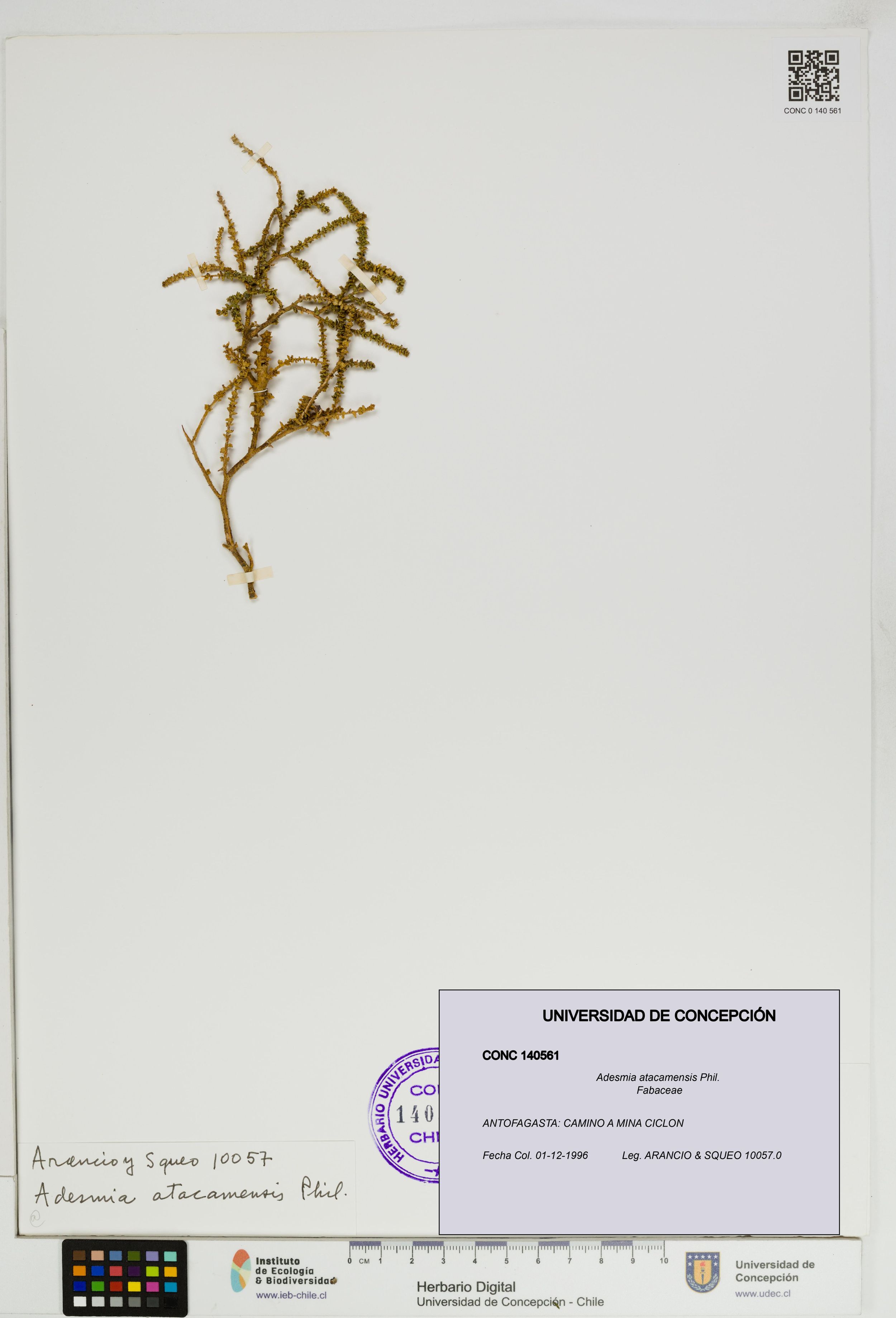Adesmia atacamensis [Espécimen: ]