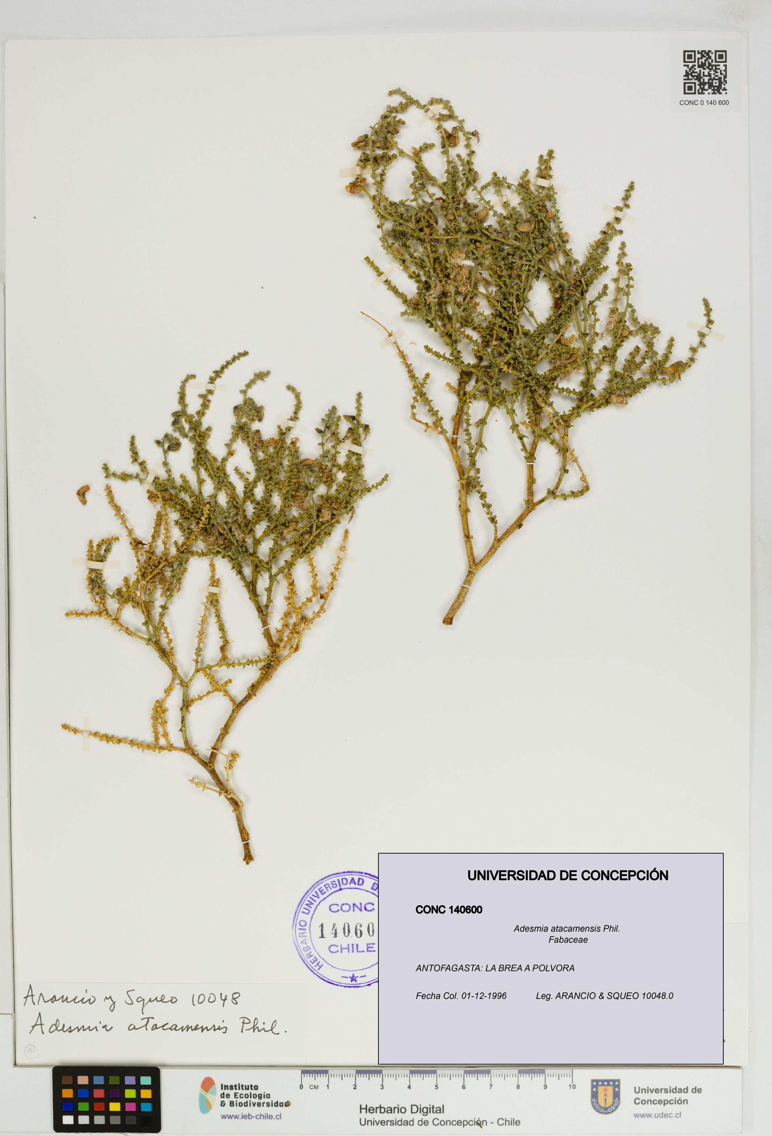 Adesmia atacamensis [Espécimen: ]