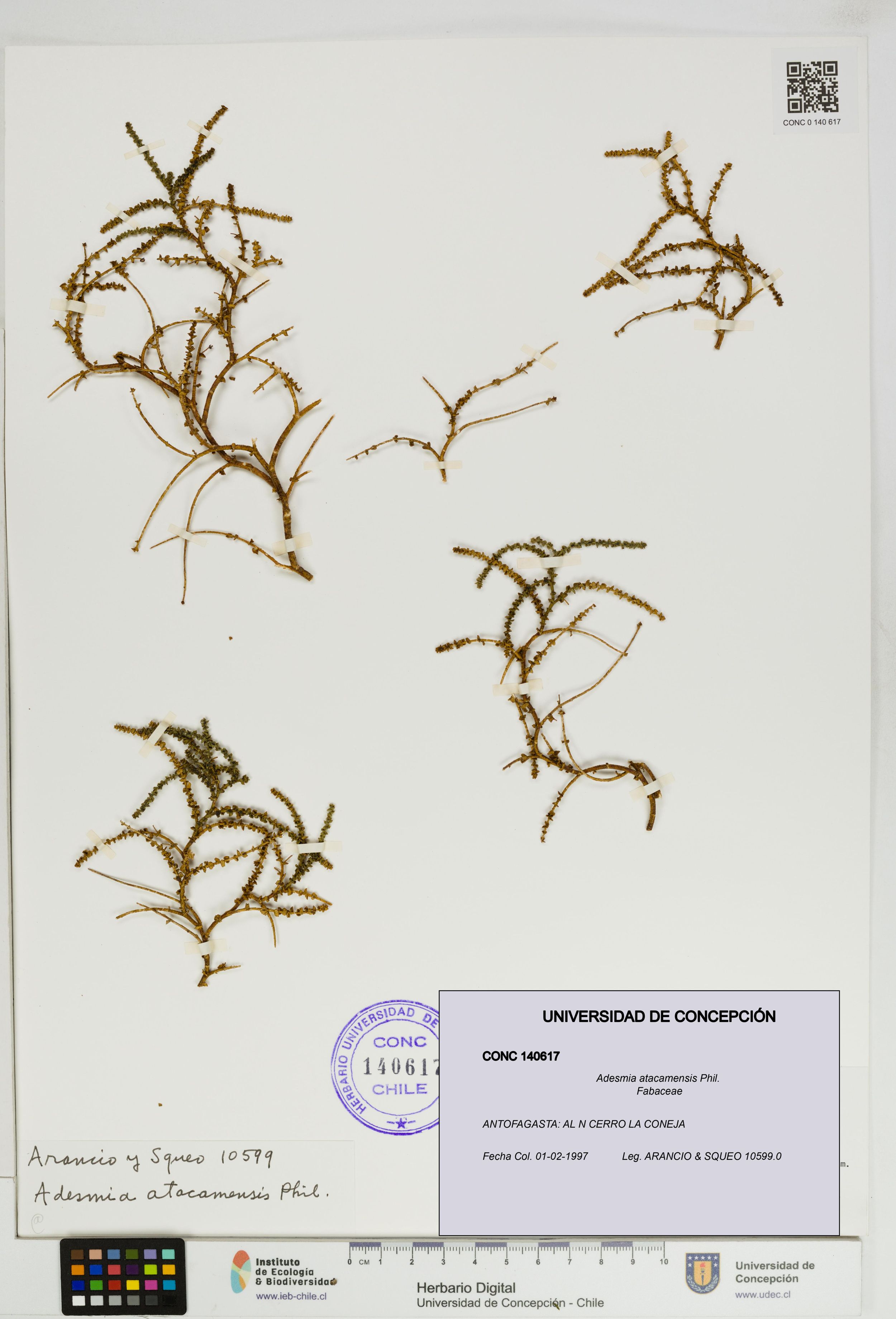 Adesmia atacamensis [Espécimen: ]