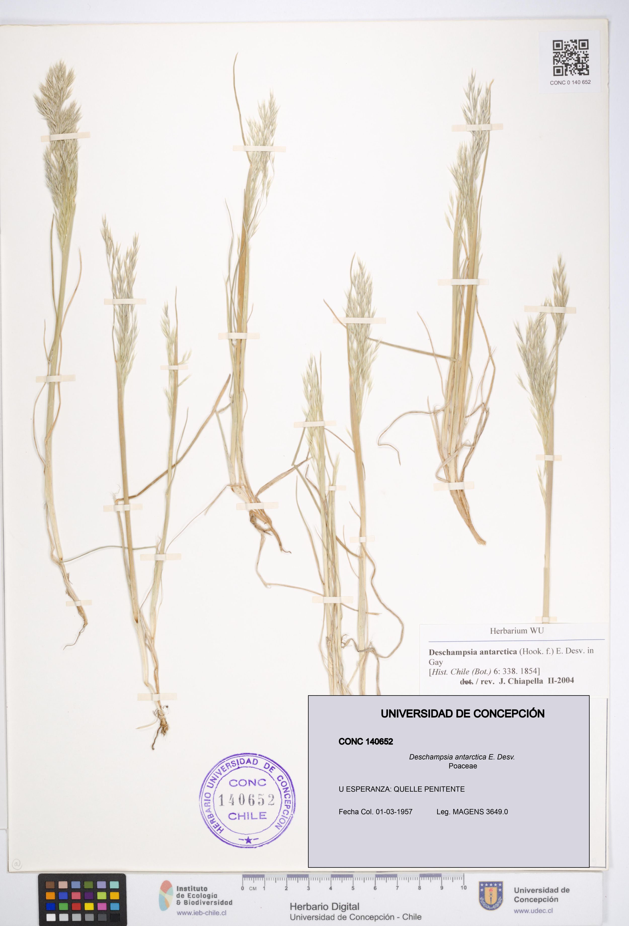 Deschampsia antarctica [Espécimen: ]