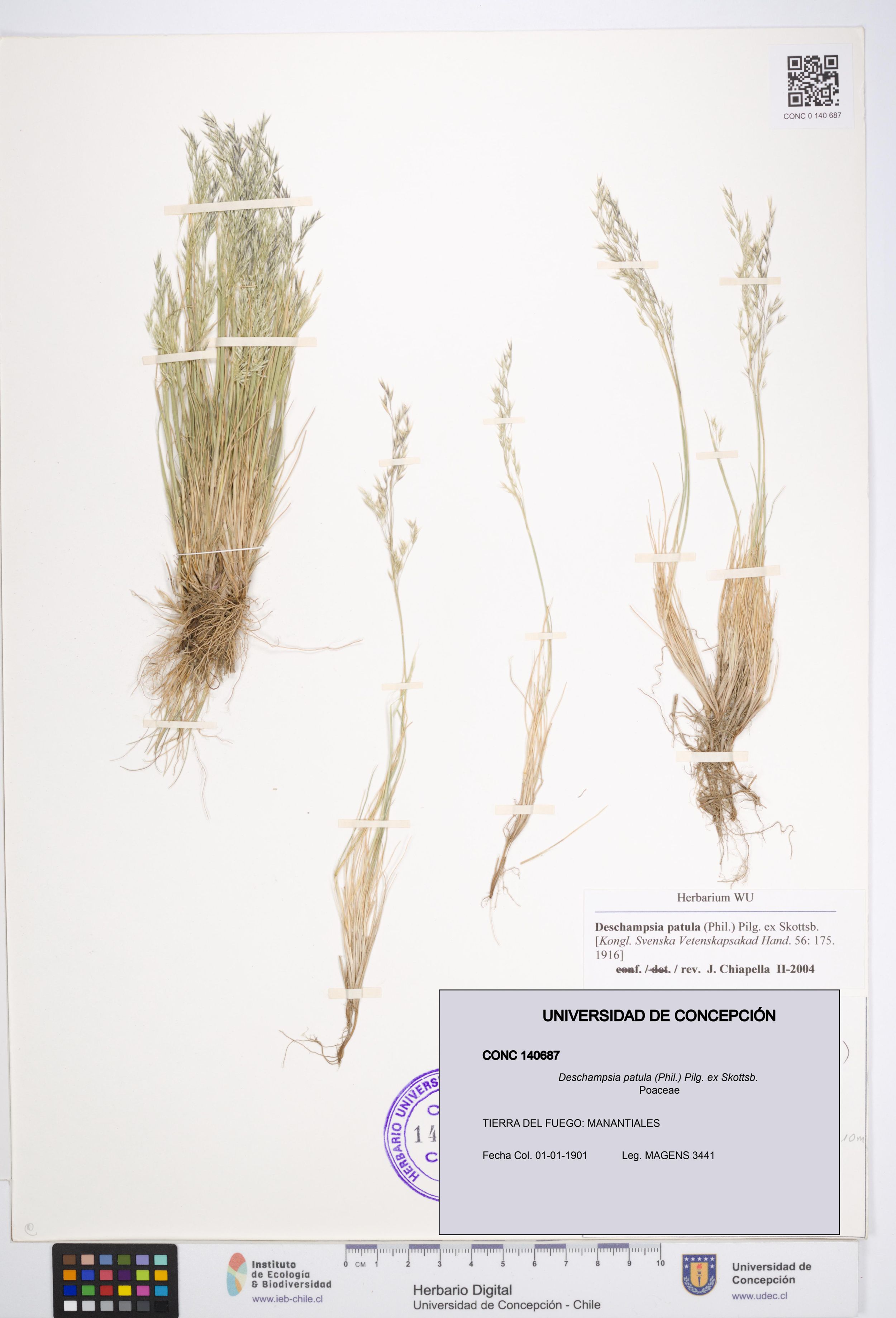 Deschampsia patula [Espécimen: ]