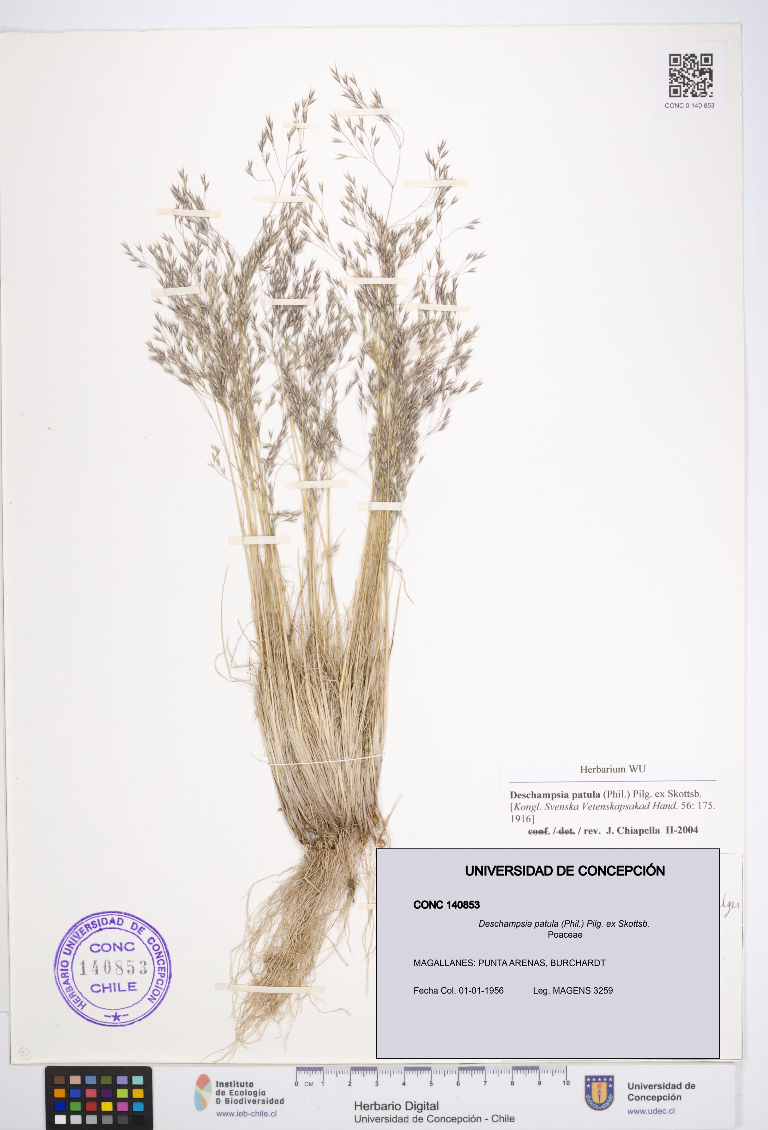 Deschampsia patula [Espécimen: ]