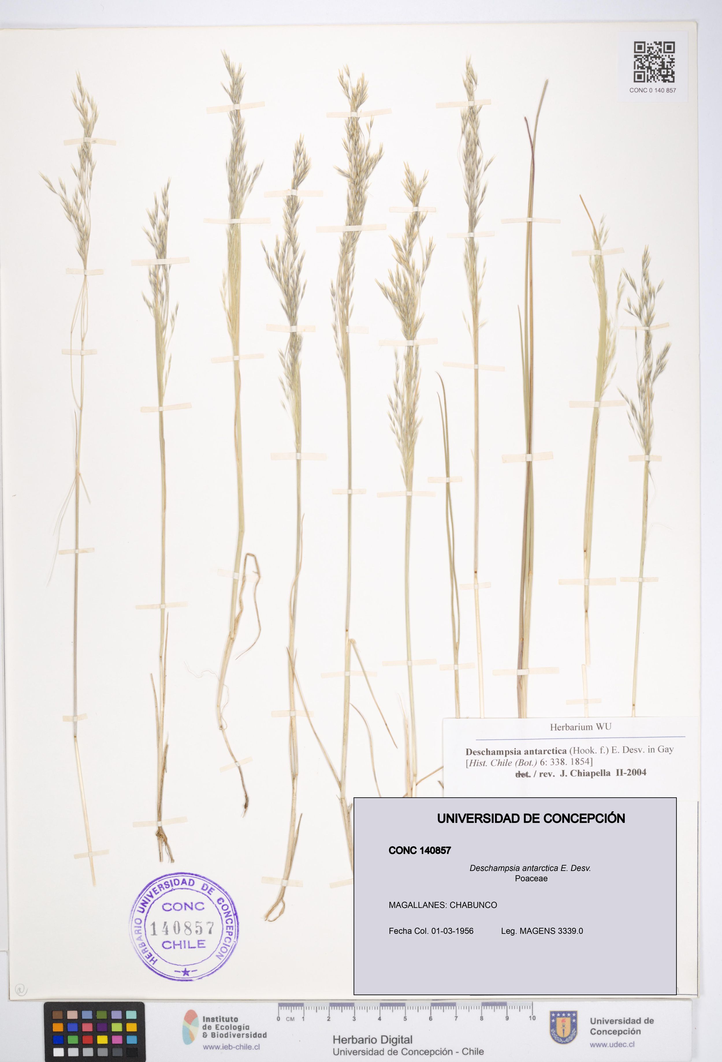 Deschampsia antarctica [Espécimen: ]