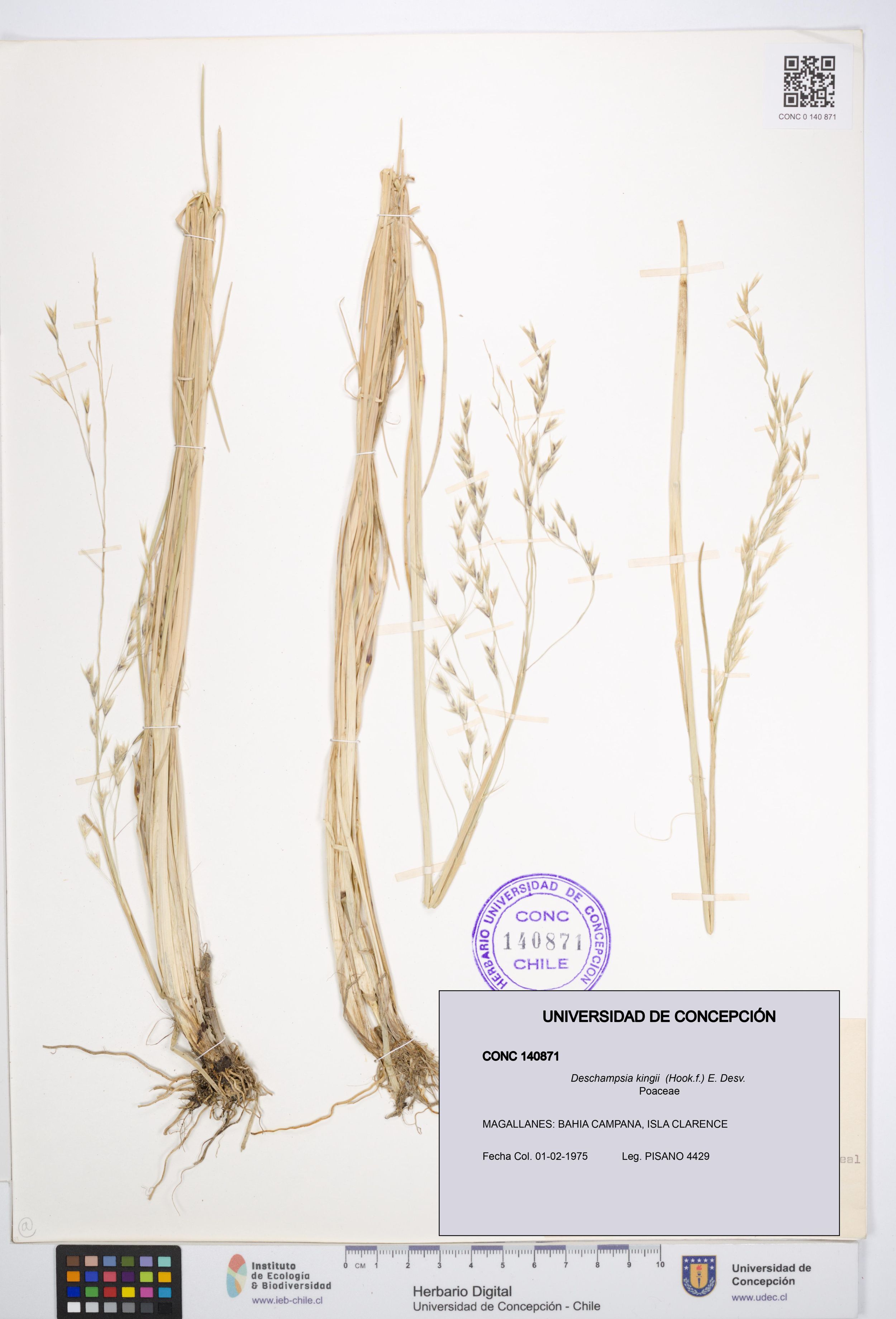 Deschampsia kingii [Espécimen: ]