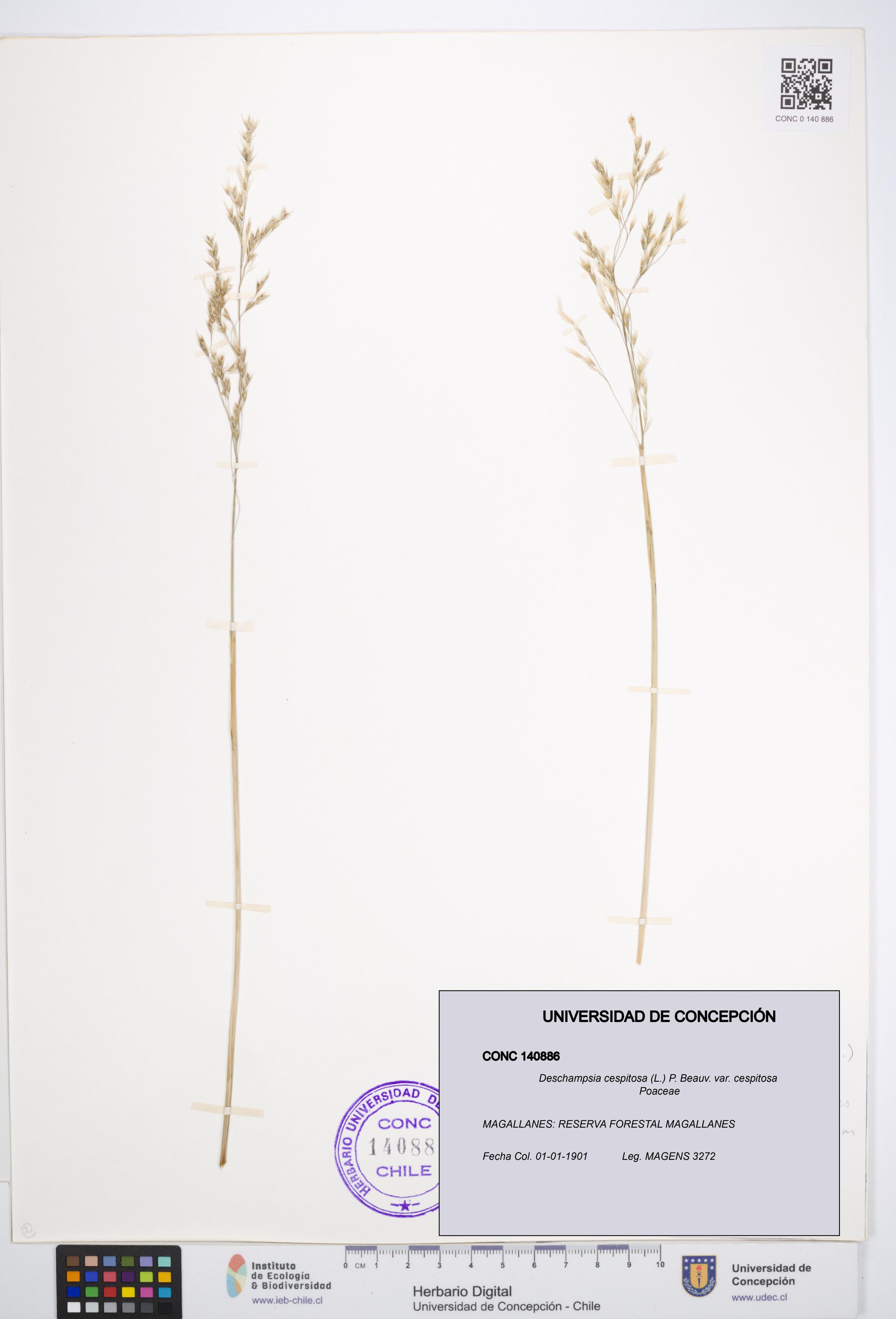 Deschampsia cespitosa var. cespitosa [Espécimen: ]