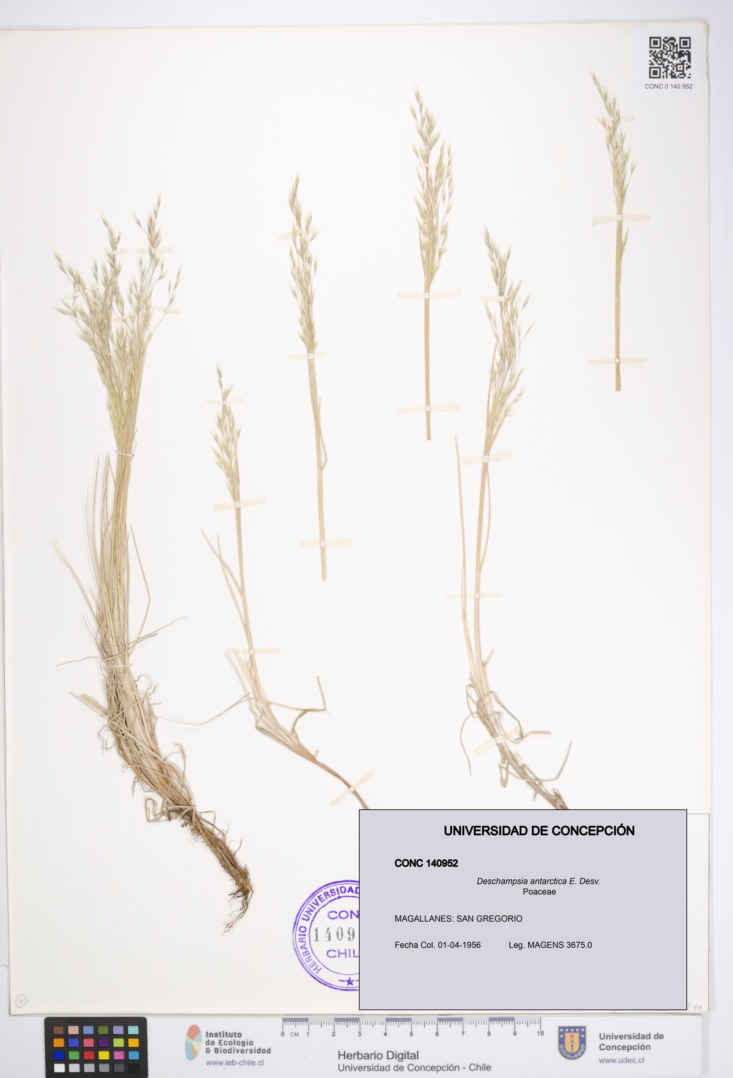 Deschampsia antarctica [Espécimen: ]
