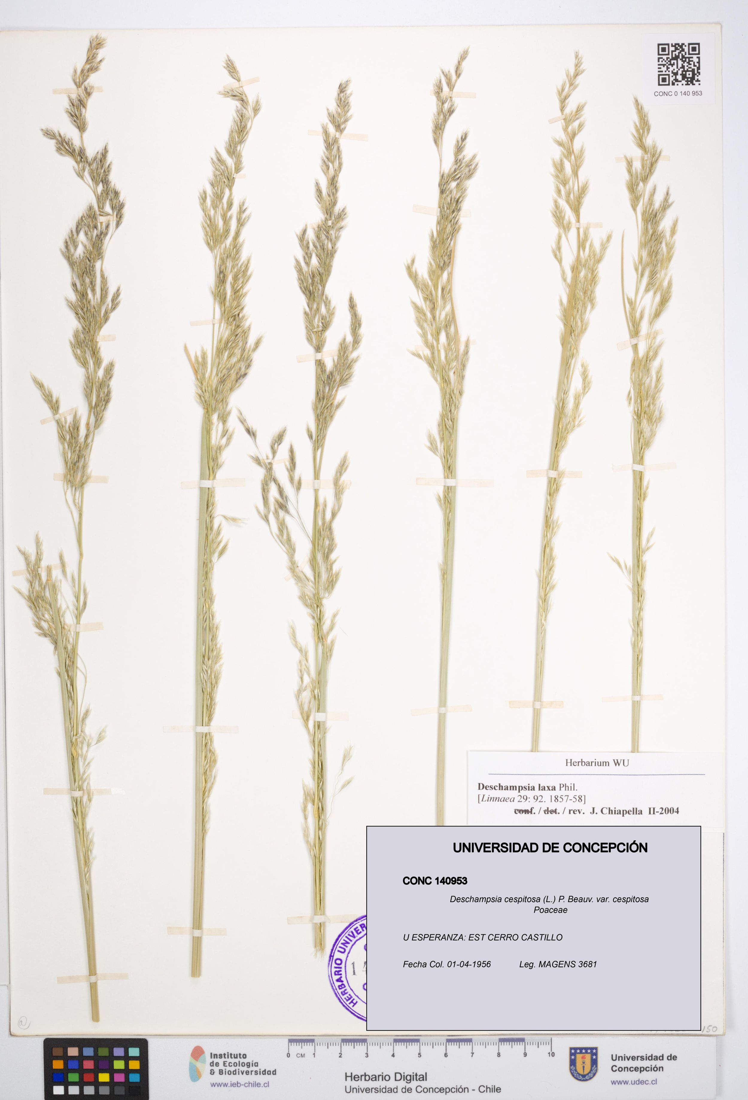 Deschampsia cespitosa var. cespitosa [Espécimen: ]