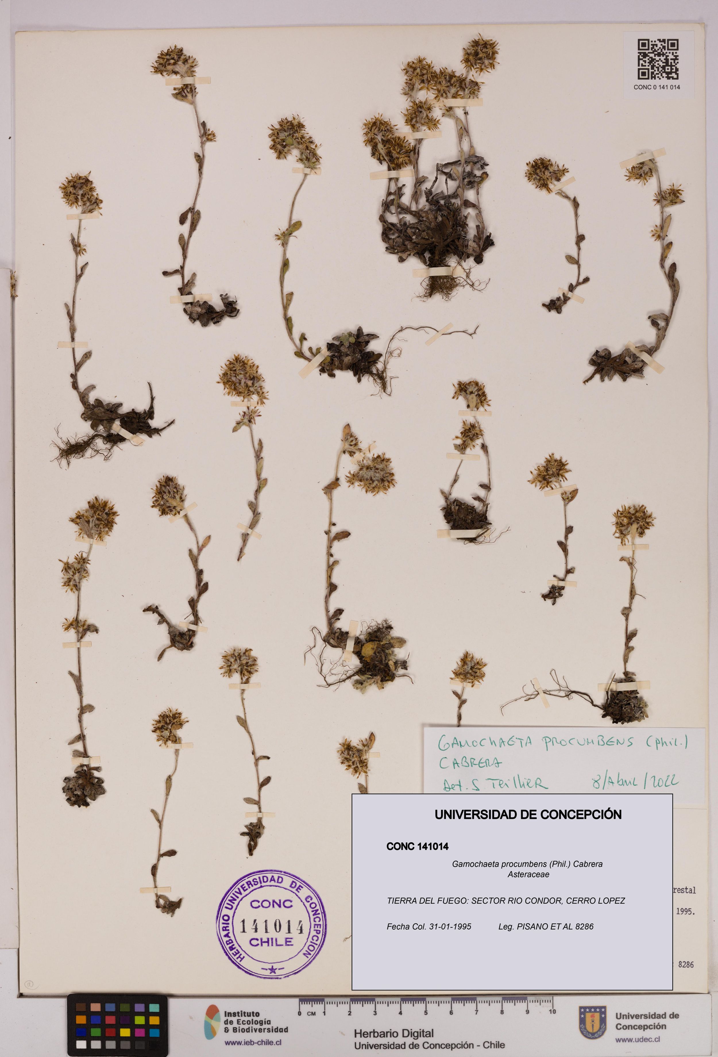 Gamochaeta procumbens [Espécimen: ]