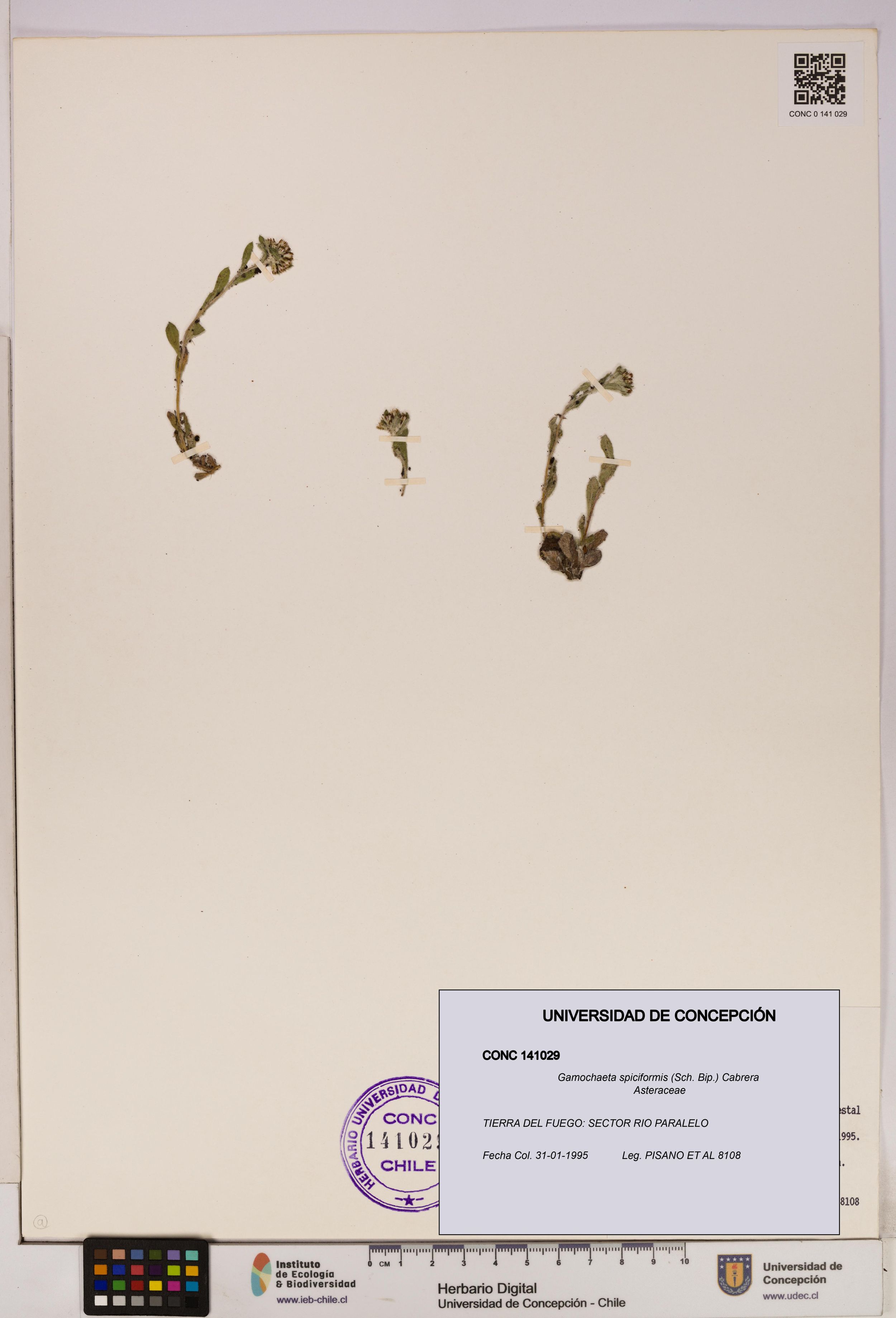 Gamochaeta spiciformis [Espécimen: ]