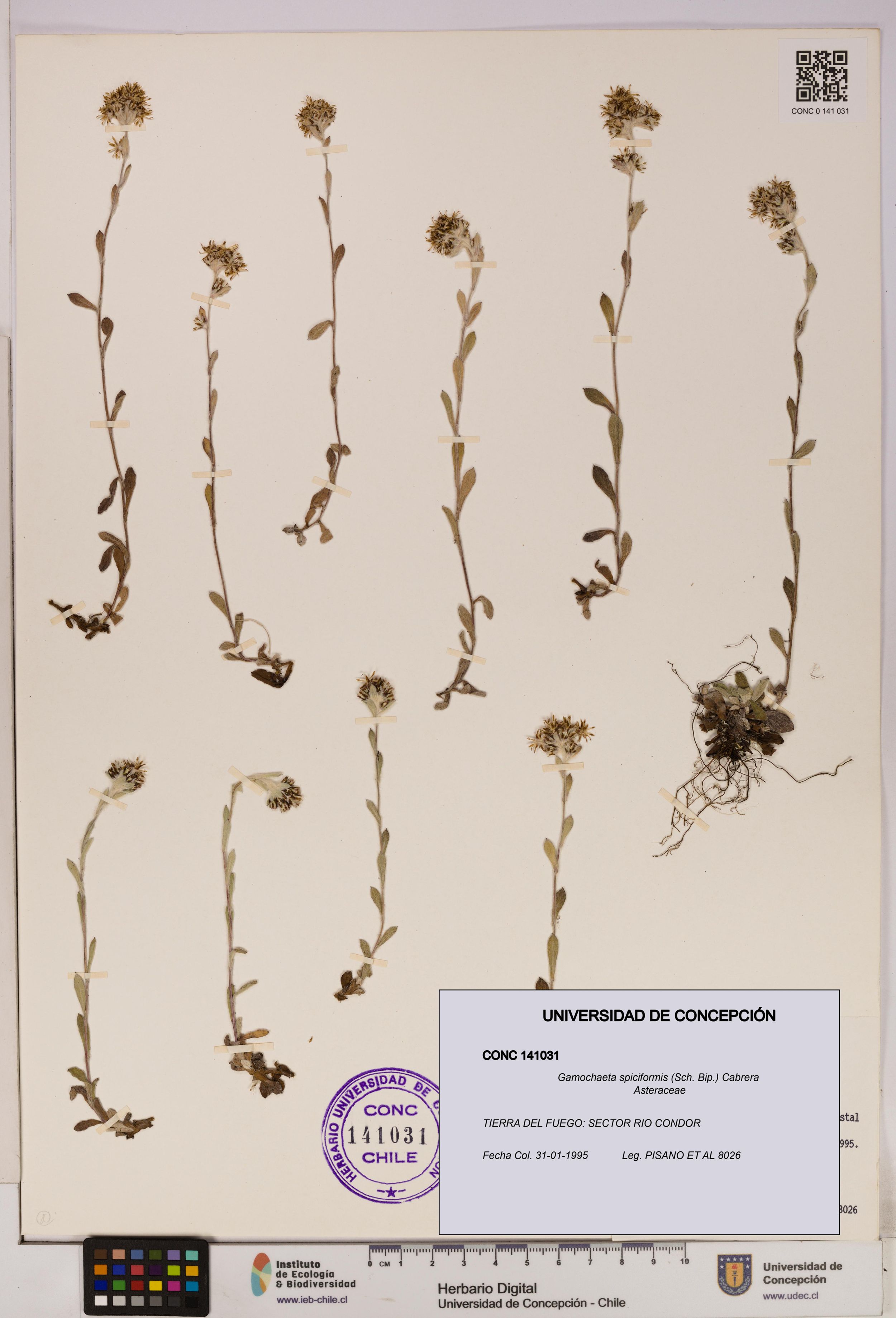Gamochaeta spiciformis [Espécimen: ]