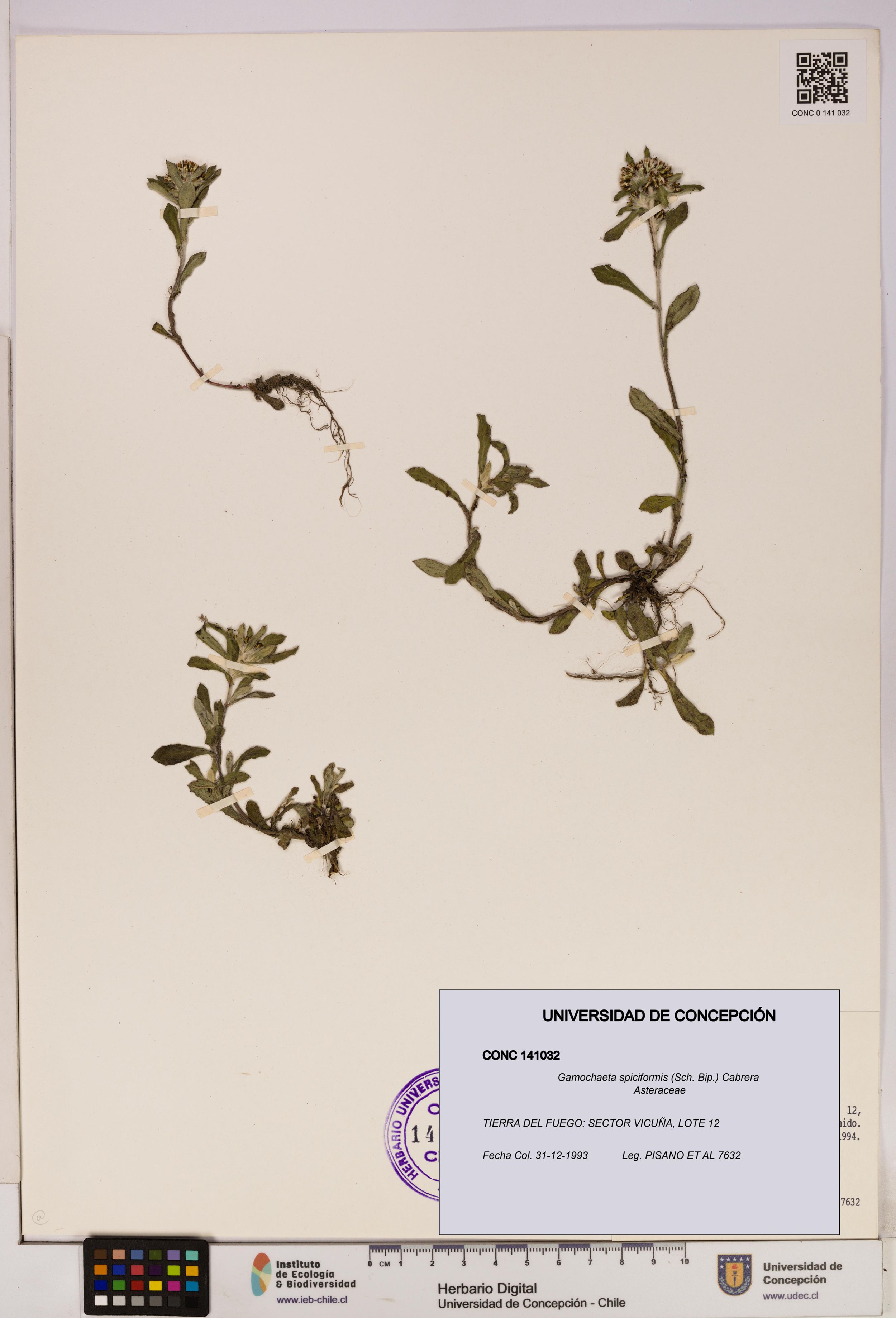 Gamochaeta spiciformis [Espécimen: ]