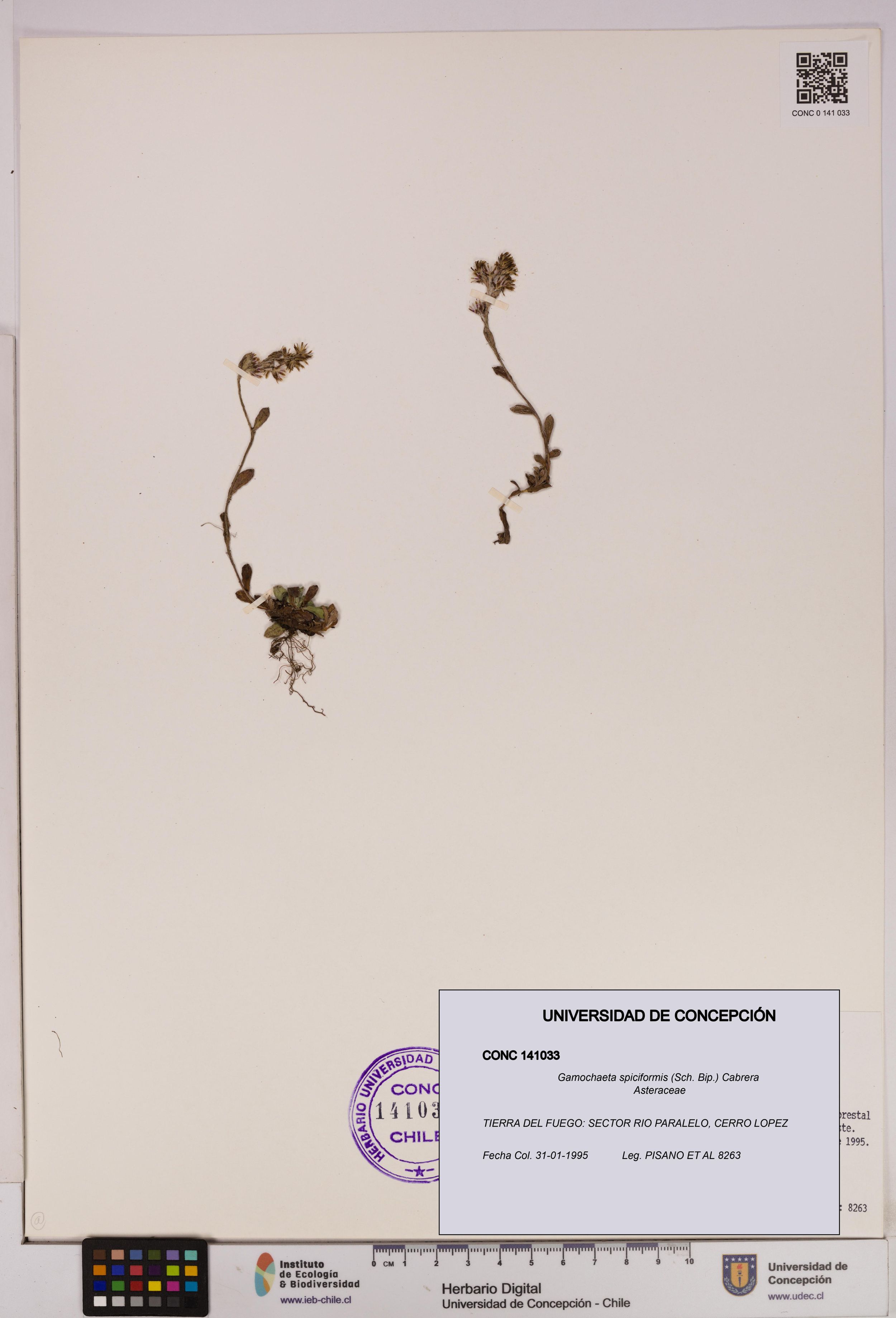 Gamochaeta spiciformis [Espécimen: ]