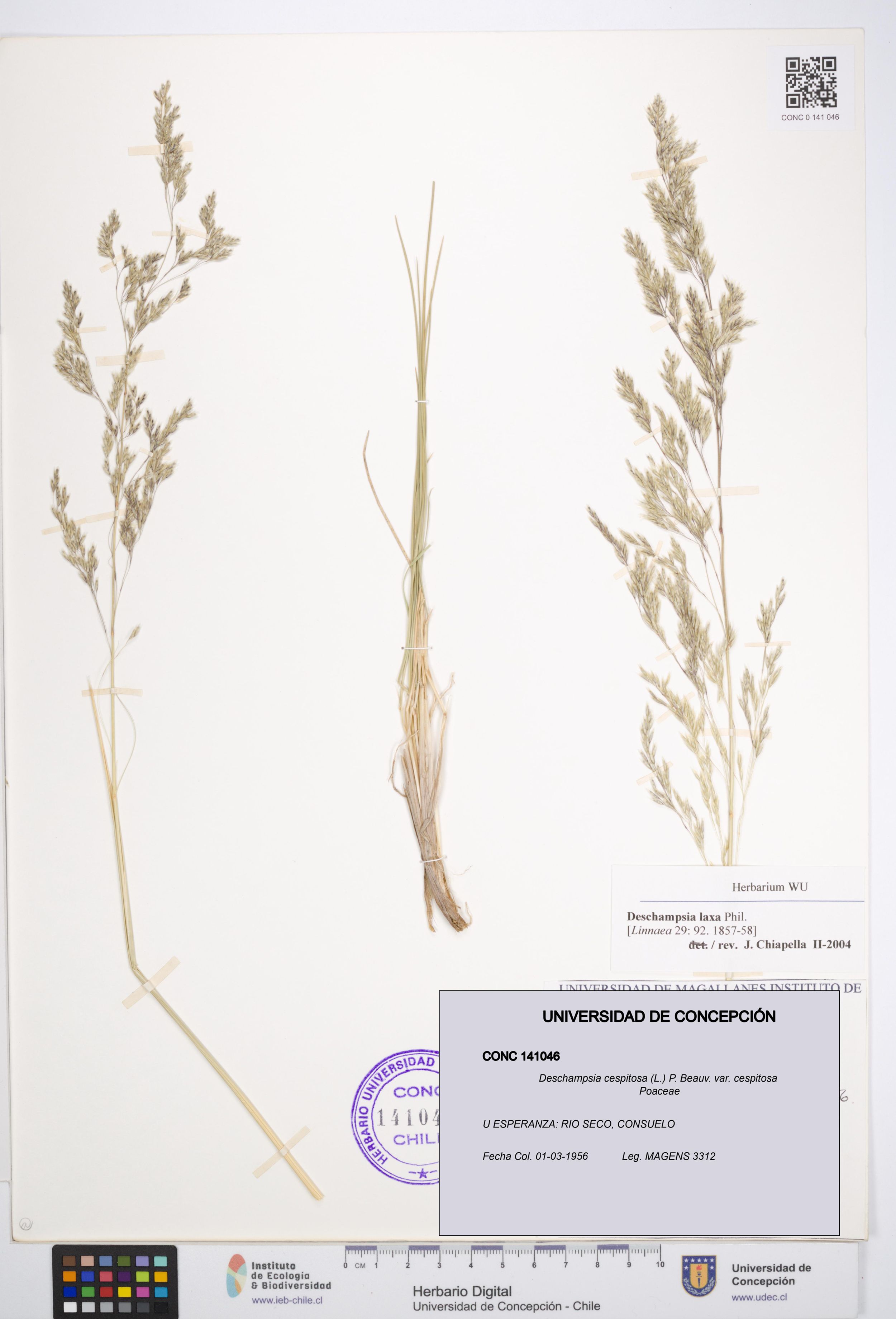 Deschampsia cespitosa var. cespitosa [Espécimen: ]