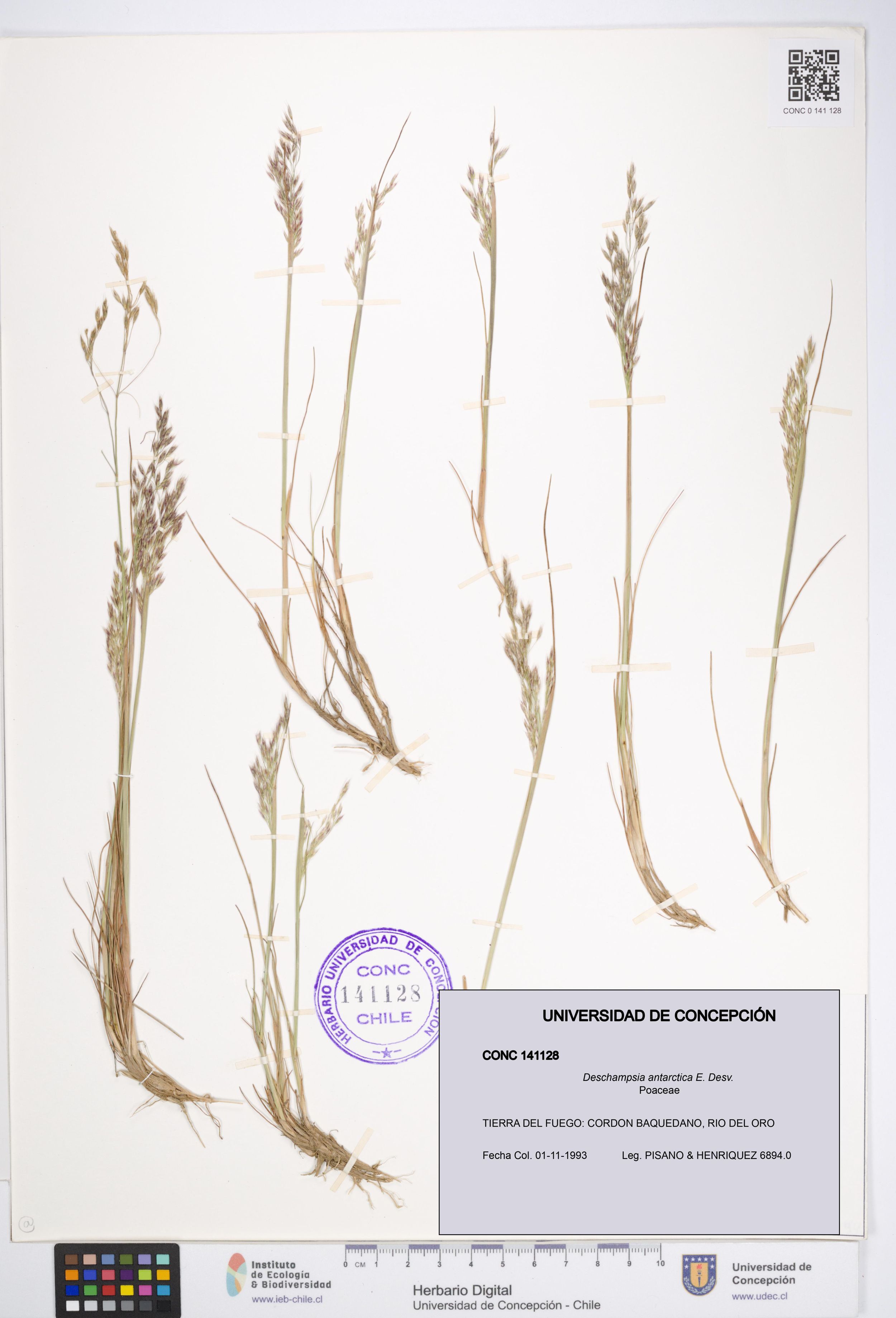 Deschampsia antarctica [Espécimen: ]