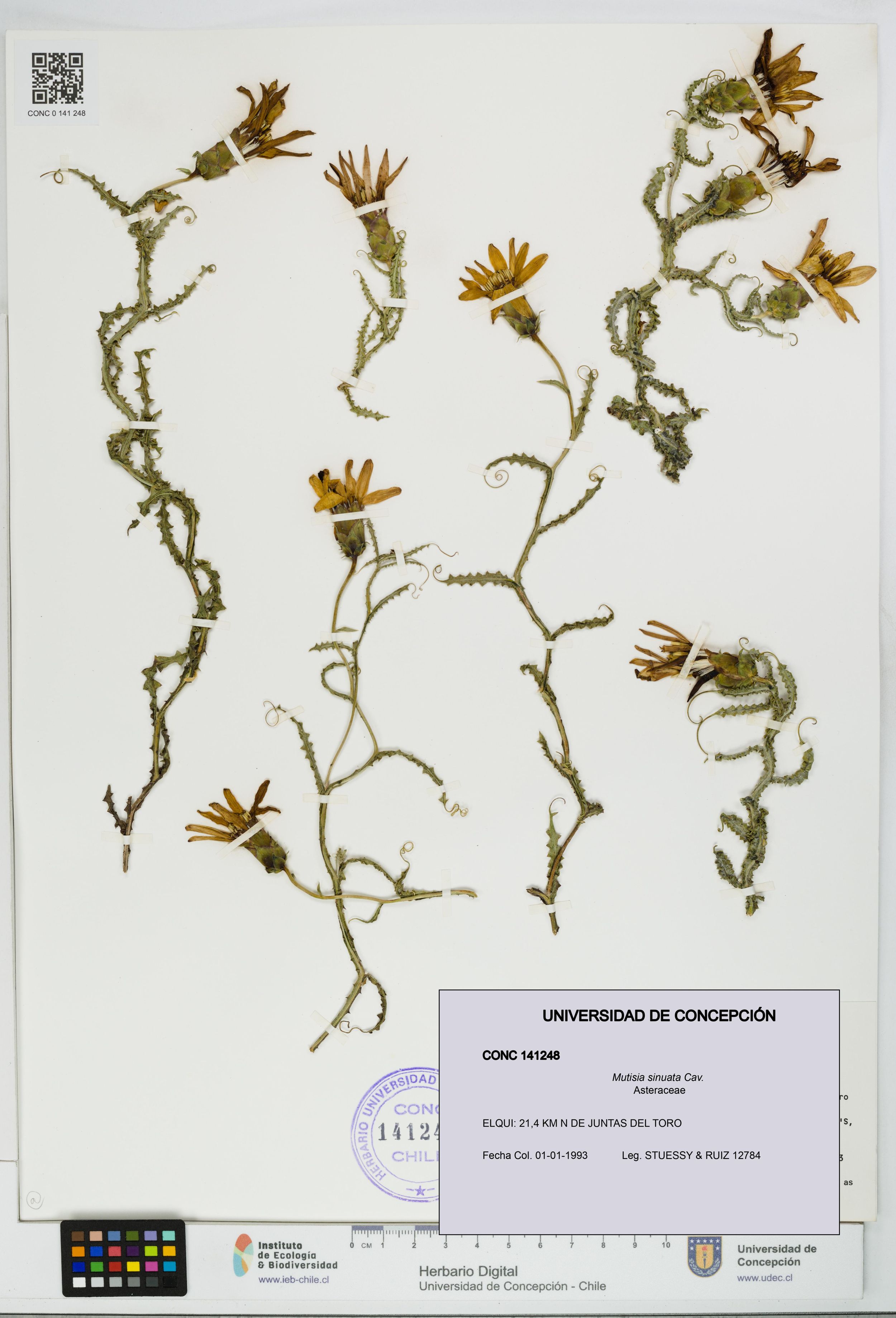 Mutisia sinuata [Espécimen: ]