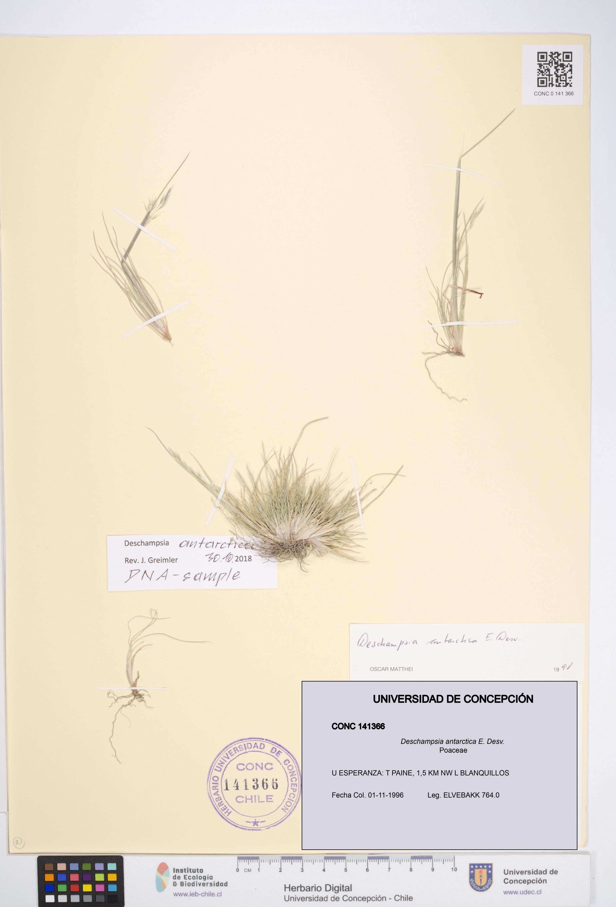Deschampsia antarctica [Espécimen: ]