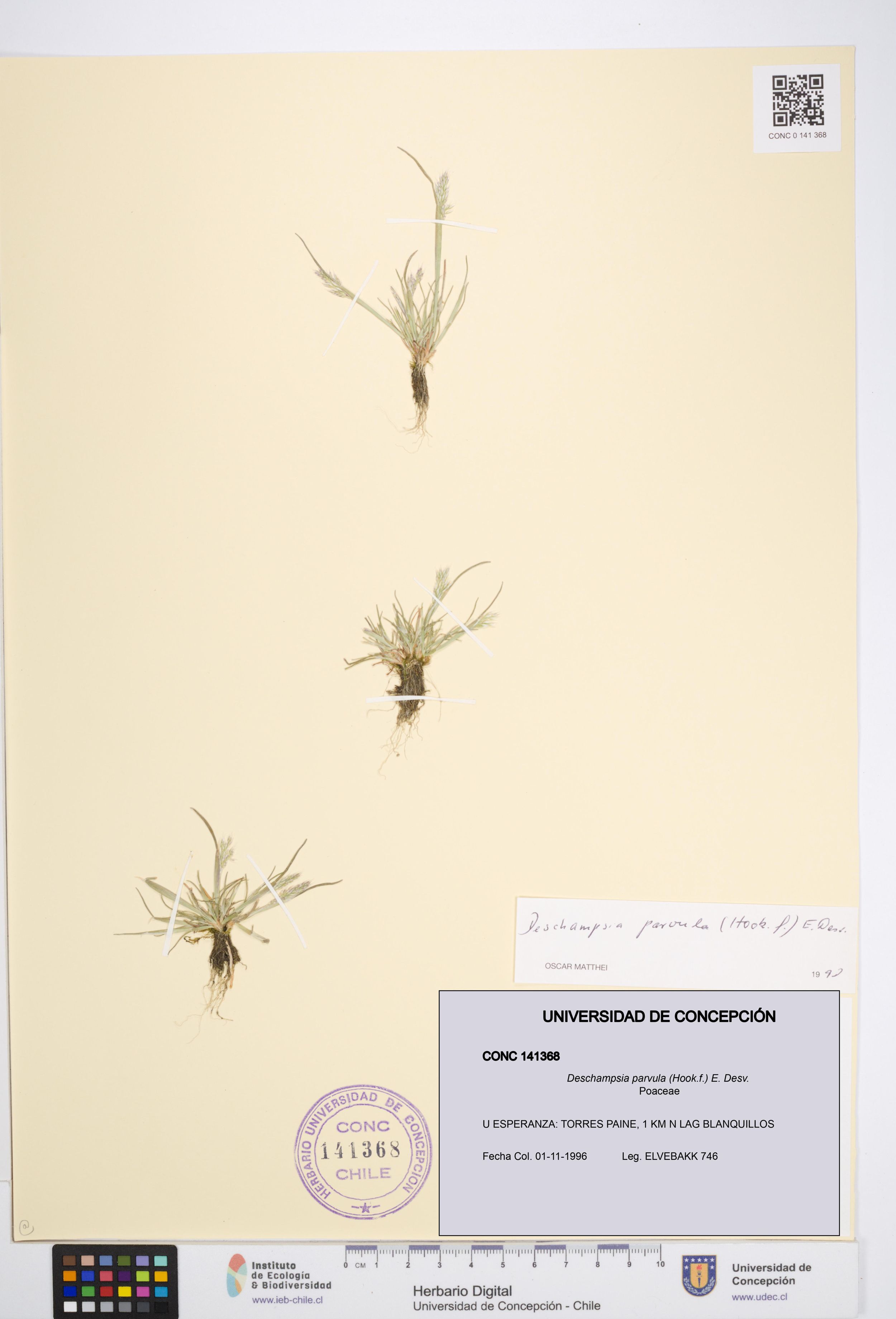 Deschampsia parvula [Espécimen: ]