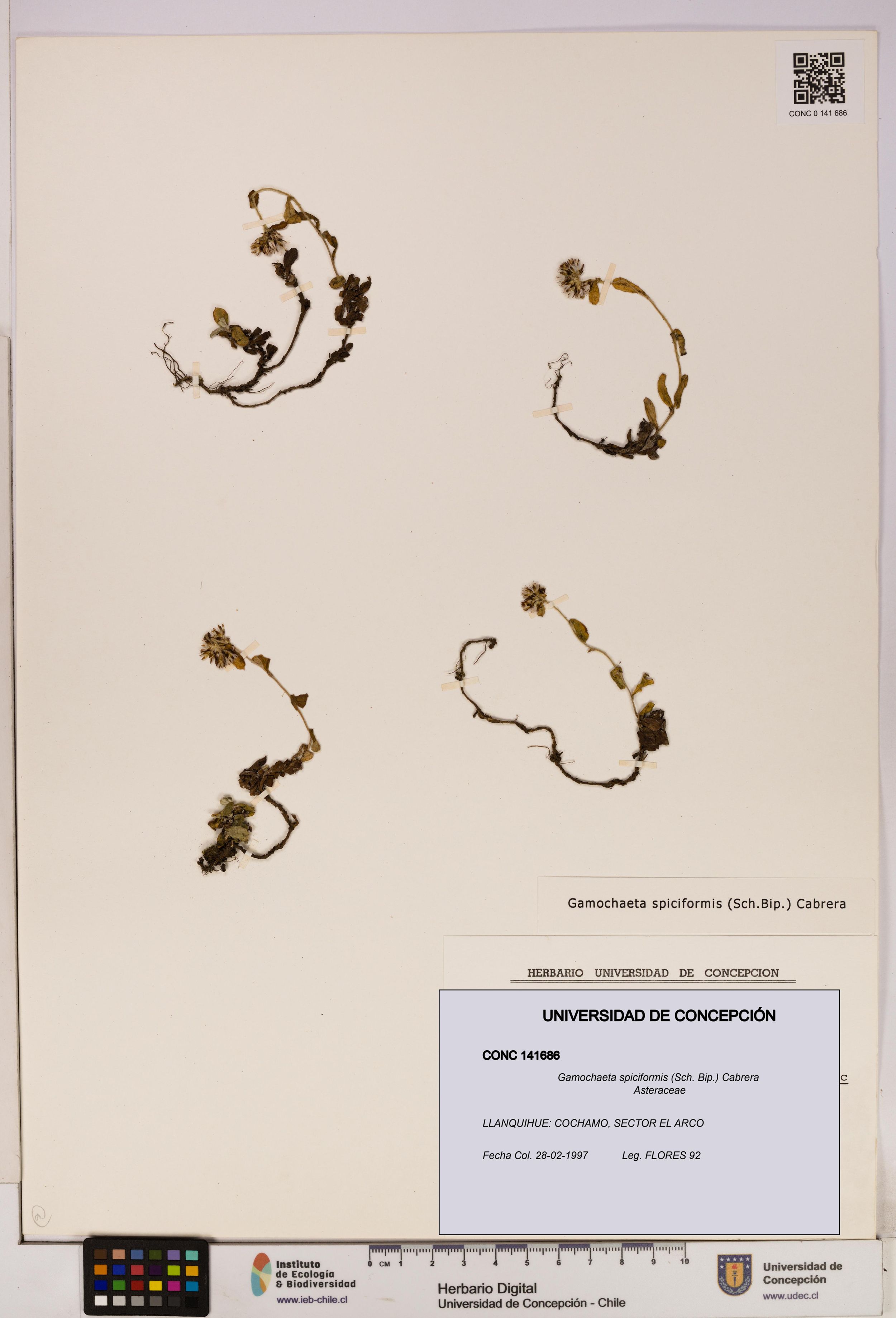 Gamochaeta spiciformis [Espécimen: ]