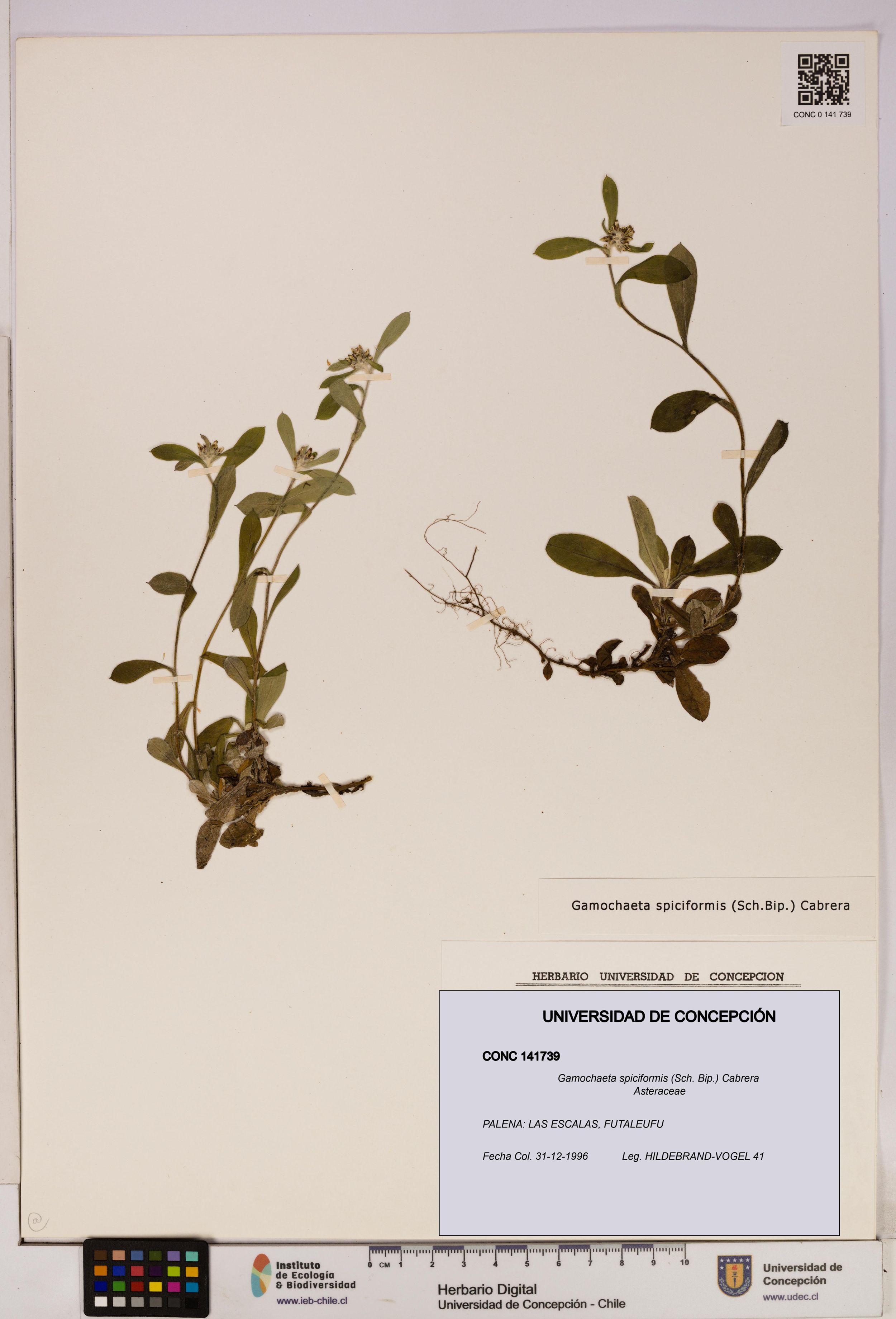 Gamochaeta spiciformis [Espécimen: ]