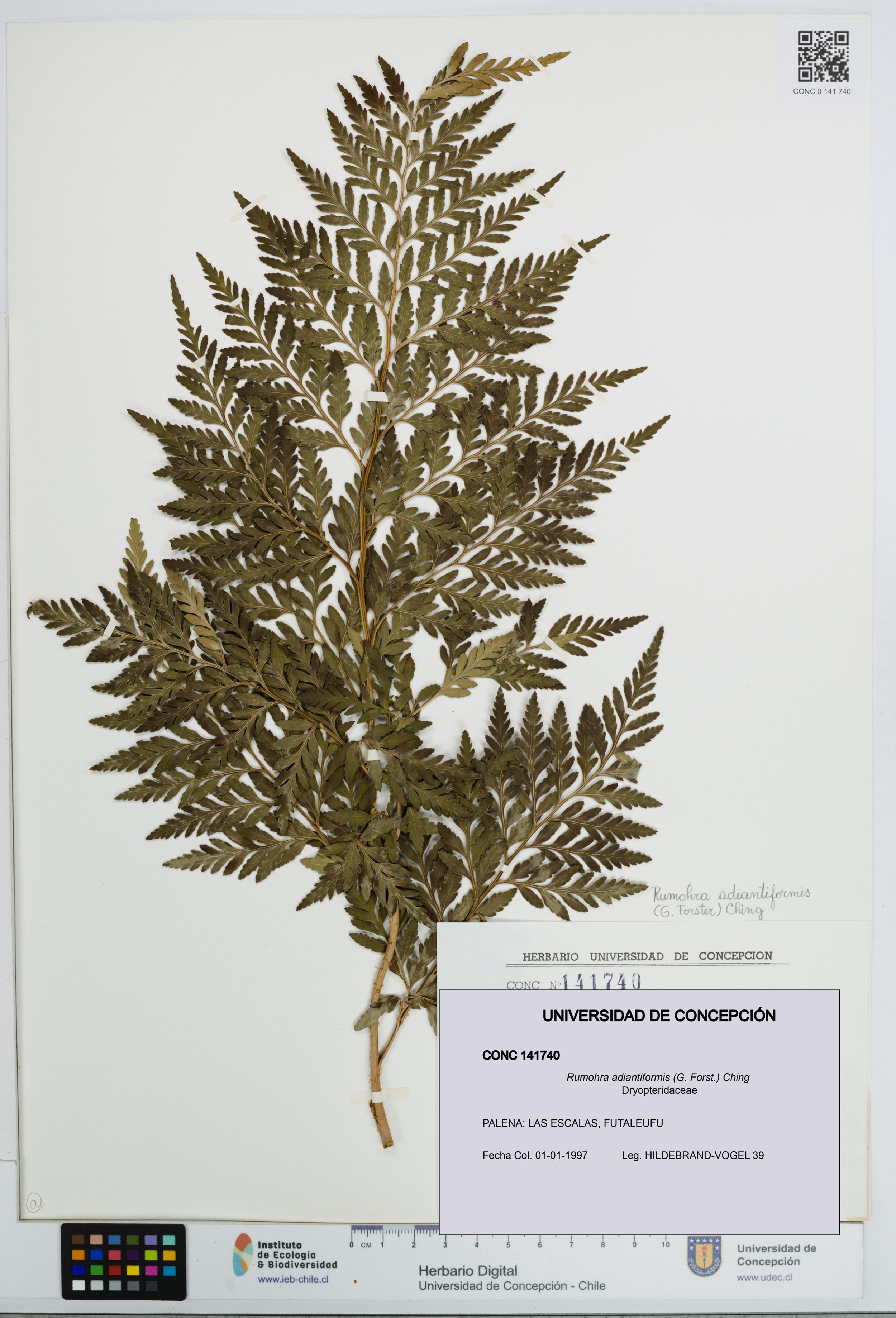 Rumohra adiantiformis [Espécimen: ]