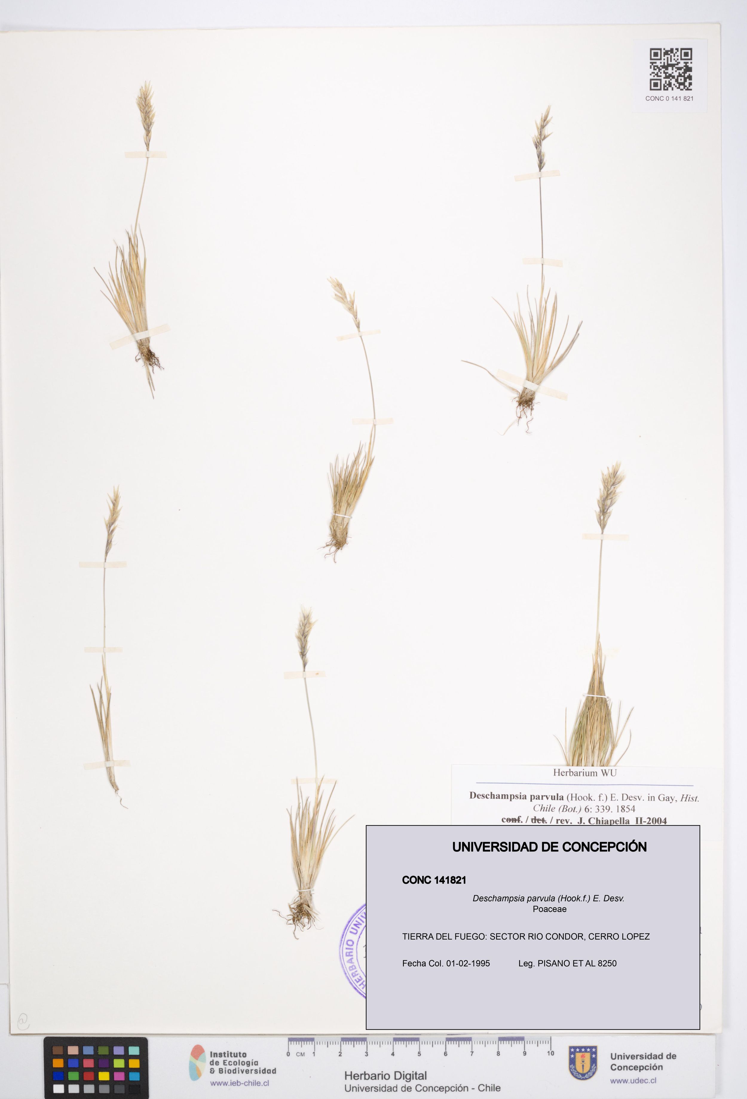Deschampsia parvula [Espécimen: ]