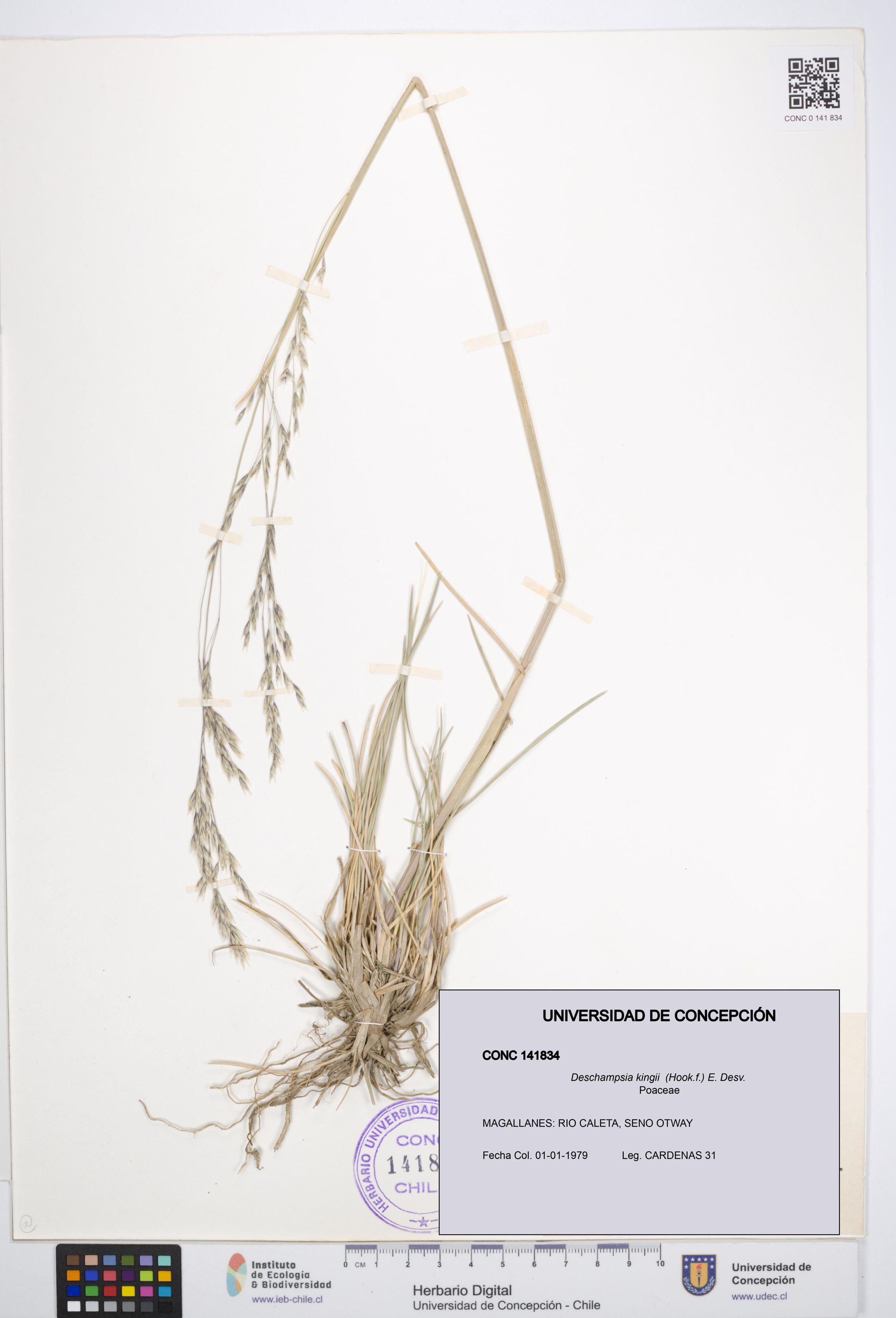 Deschampsia kingii [Espécimen: ]
