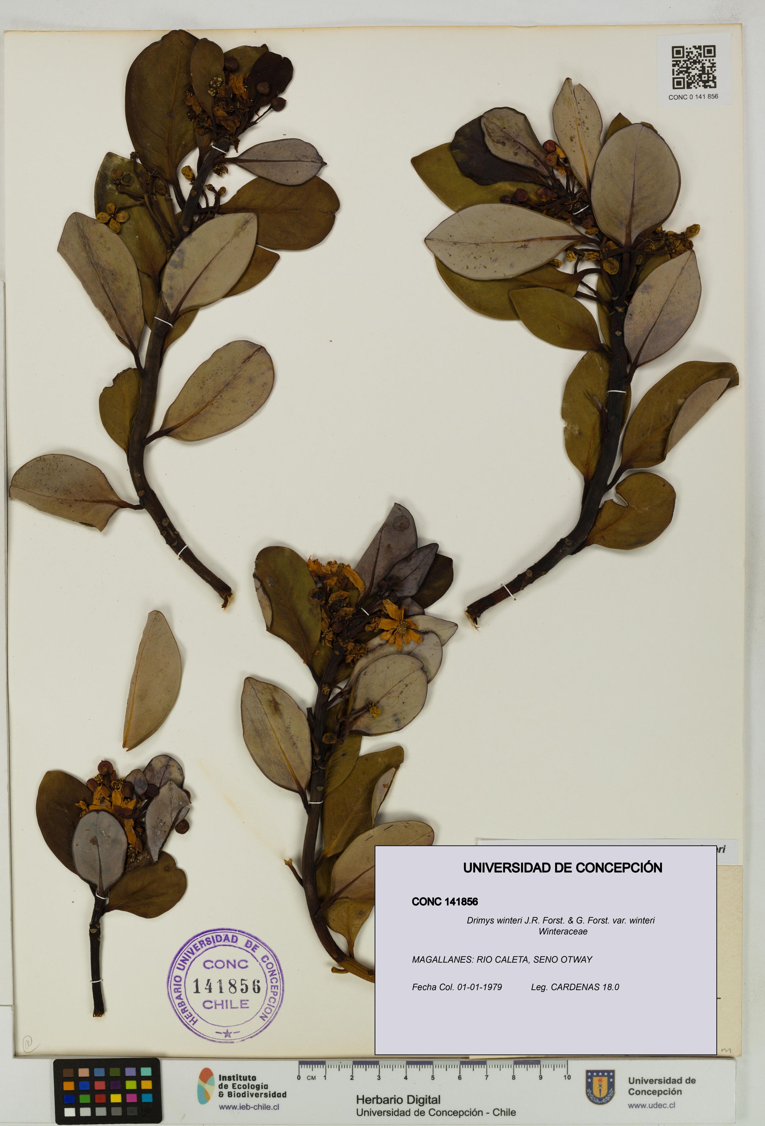 Drimys winteri var. winteri [Espécimen: ]