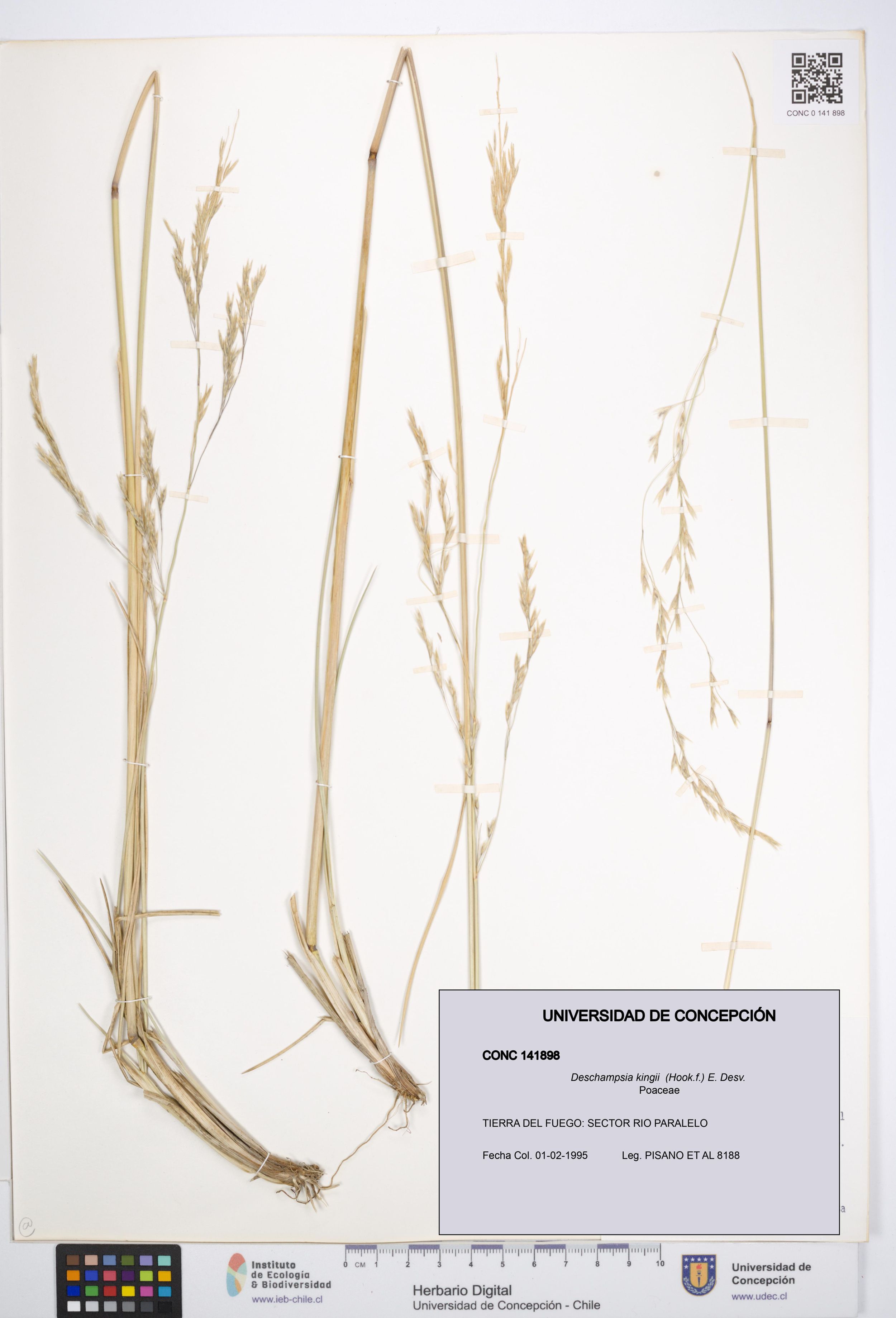 Deschampsia kingii [Espécimen: ]