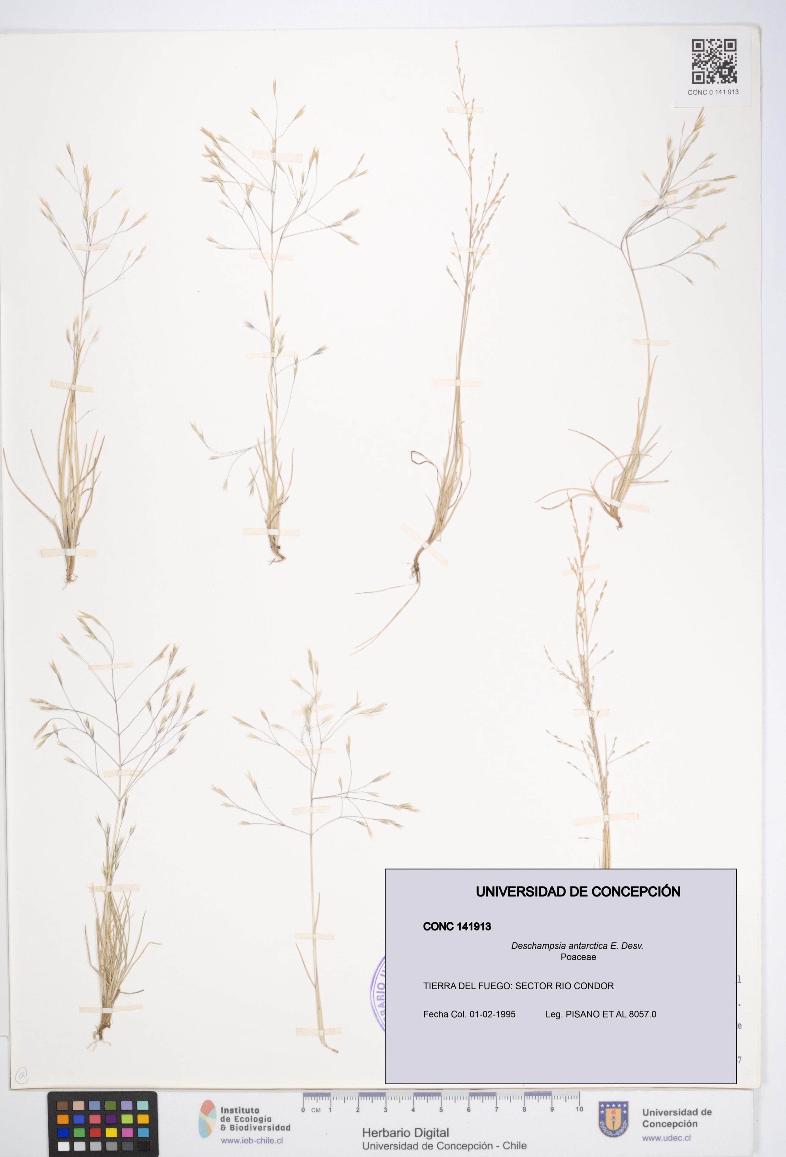 Deschampsia antarctica [Espécimen: ]