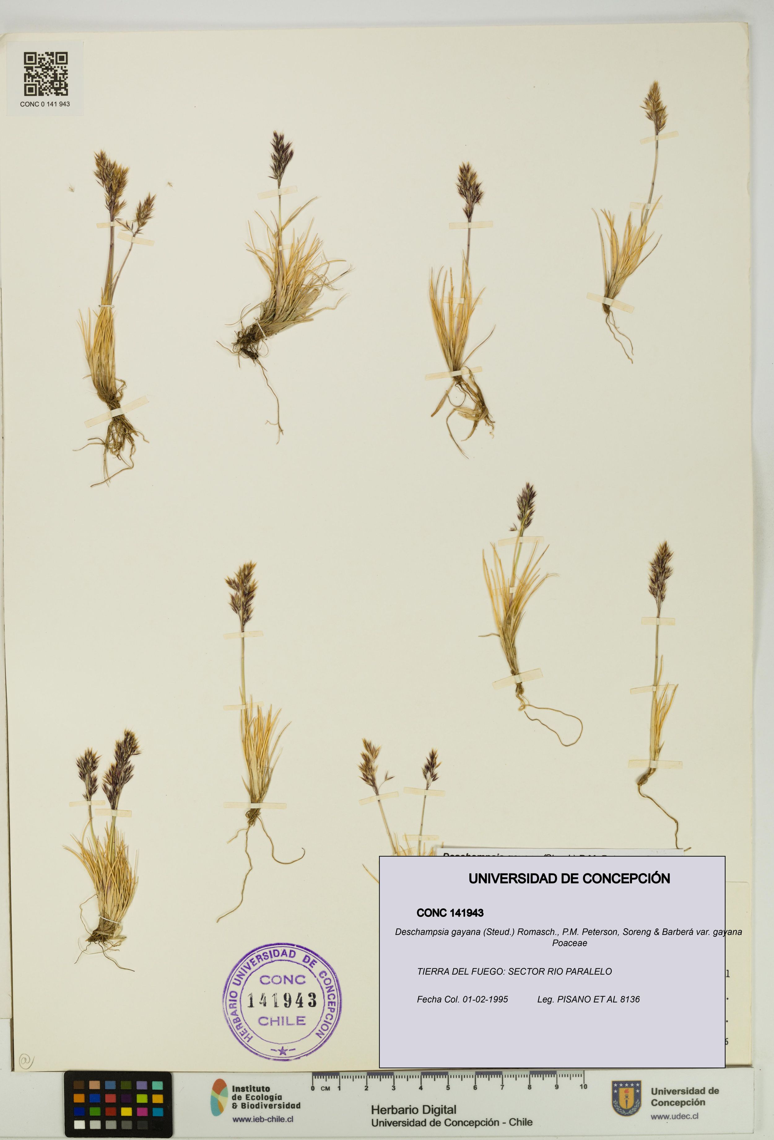 Deschampsia gayana var. gayana [Espécimen: ]