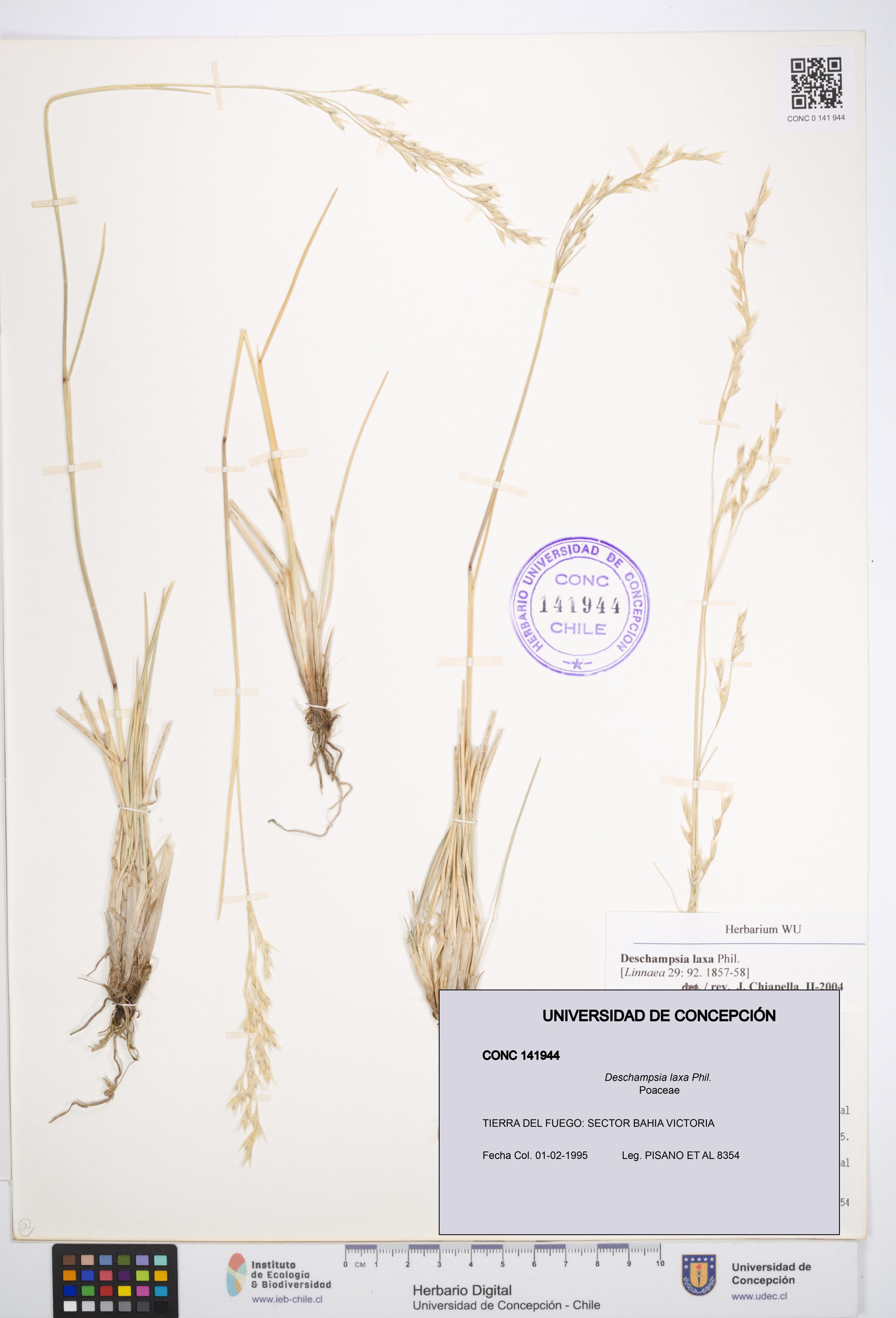 Deschampsia laxa [Espécimen: ]