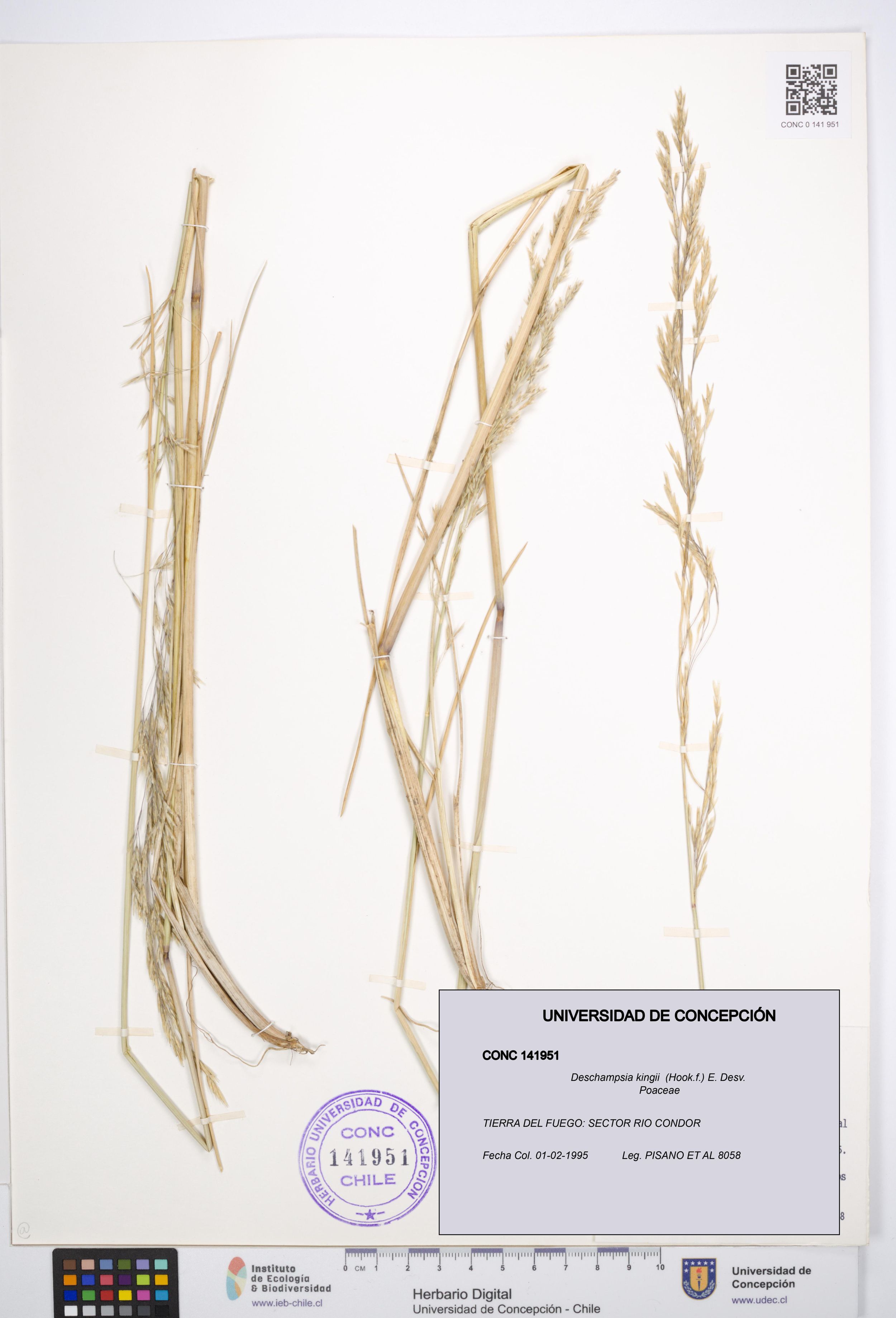 Deschampsia kingii [Espécimen: ]