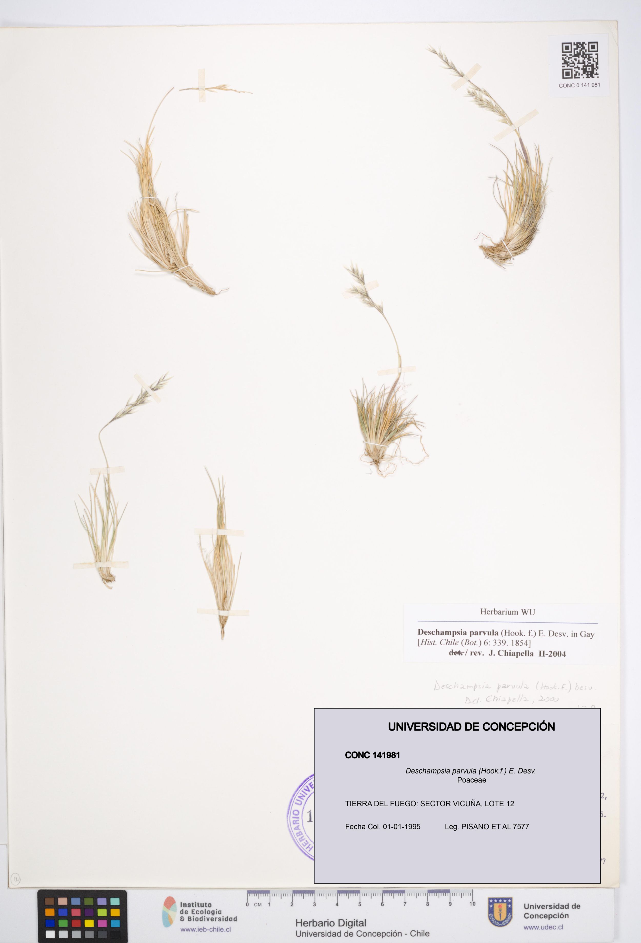 Deschampsia parvula [Espécimen: ]