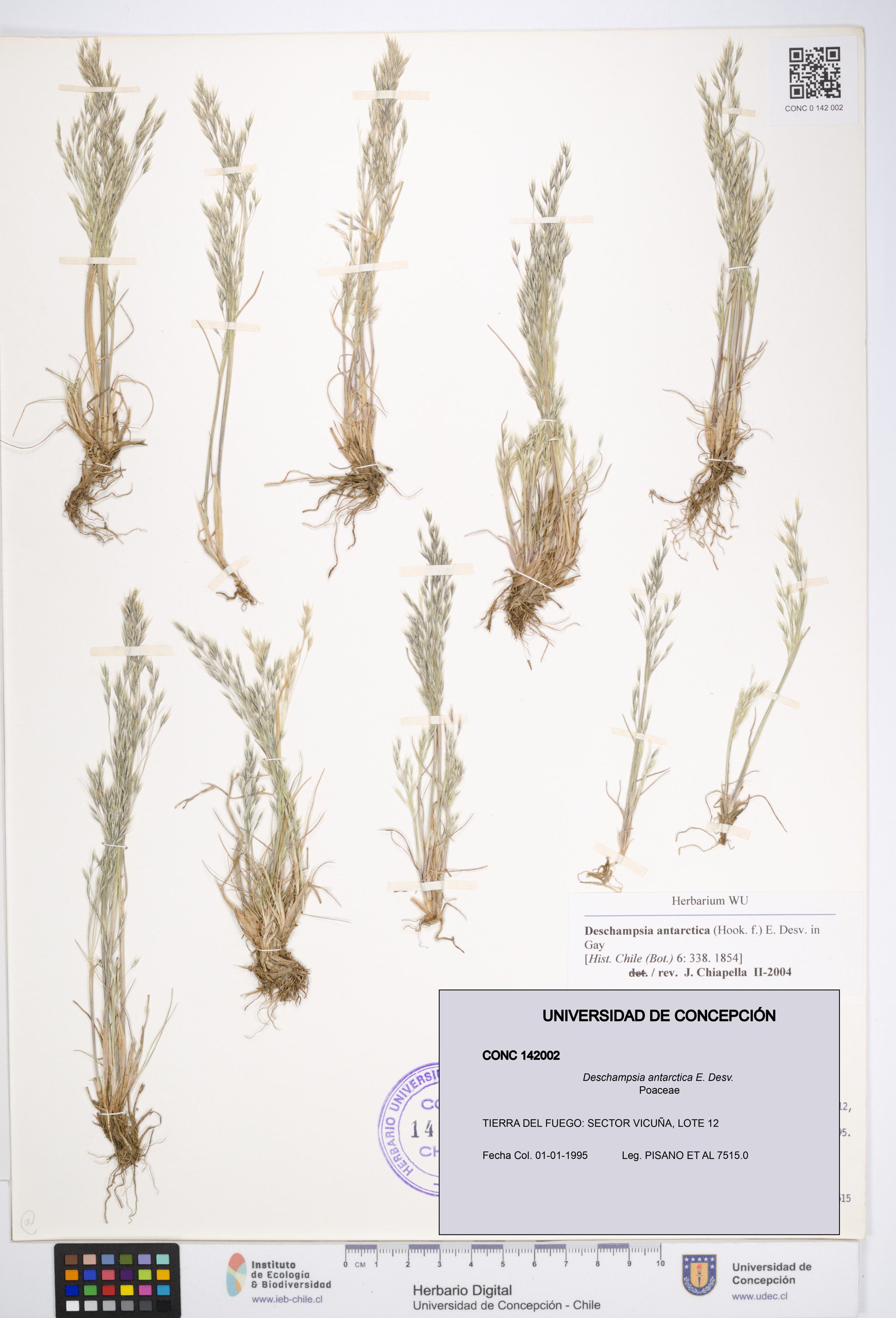 Deschampsia antarctica [Espécimen: ]