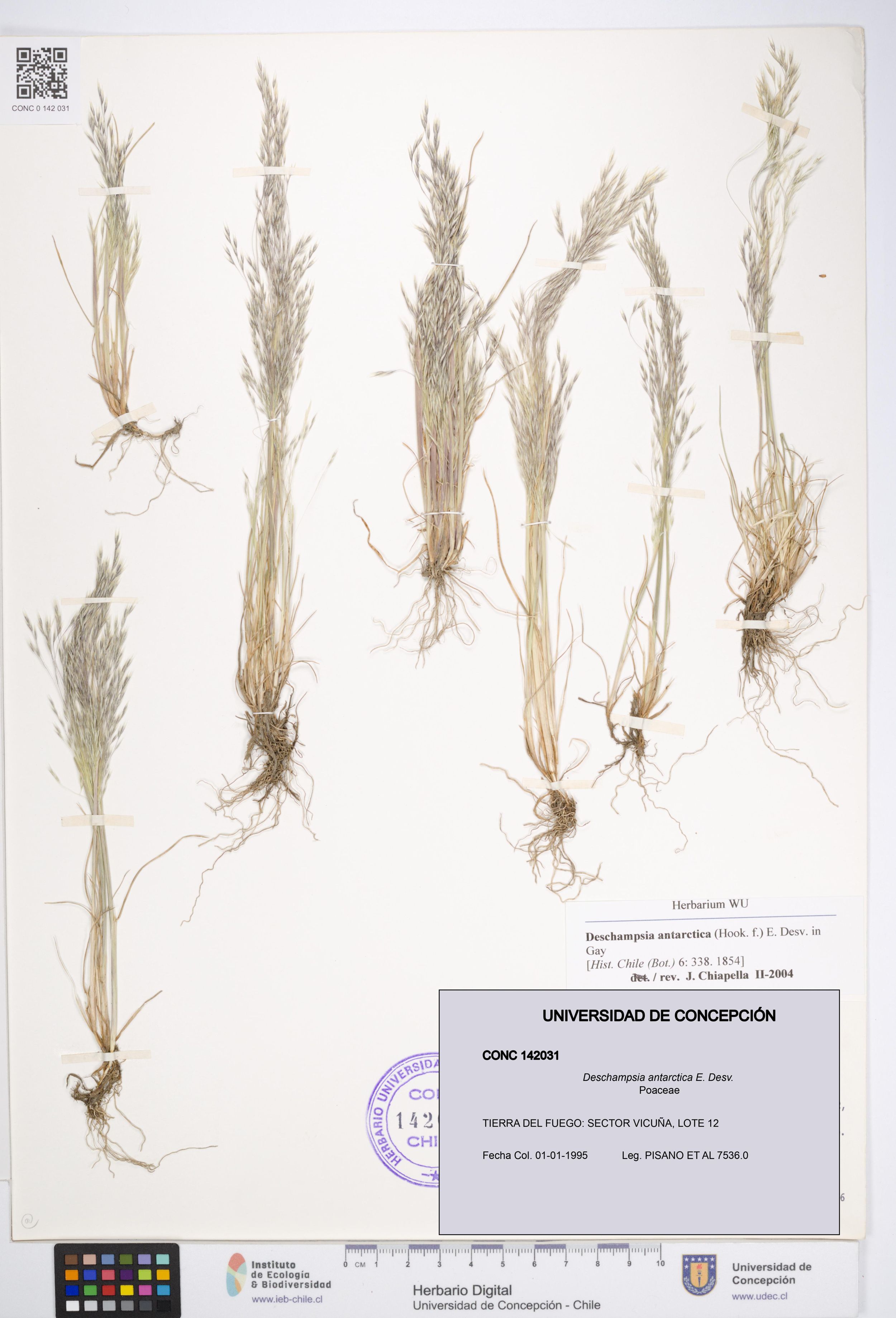 Deschampsia antarctica [Espécimen: ]