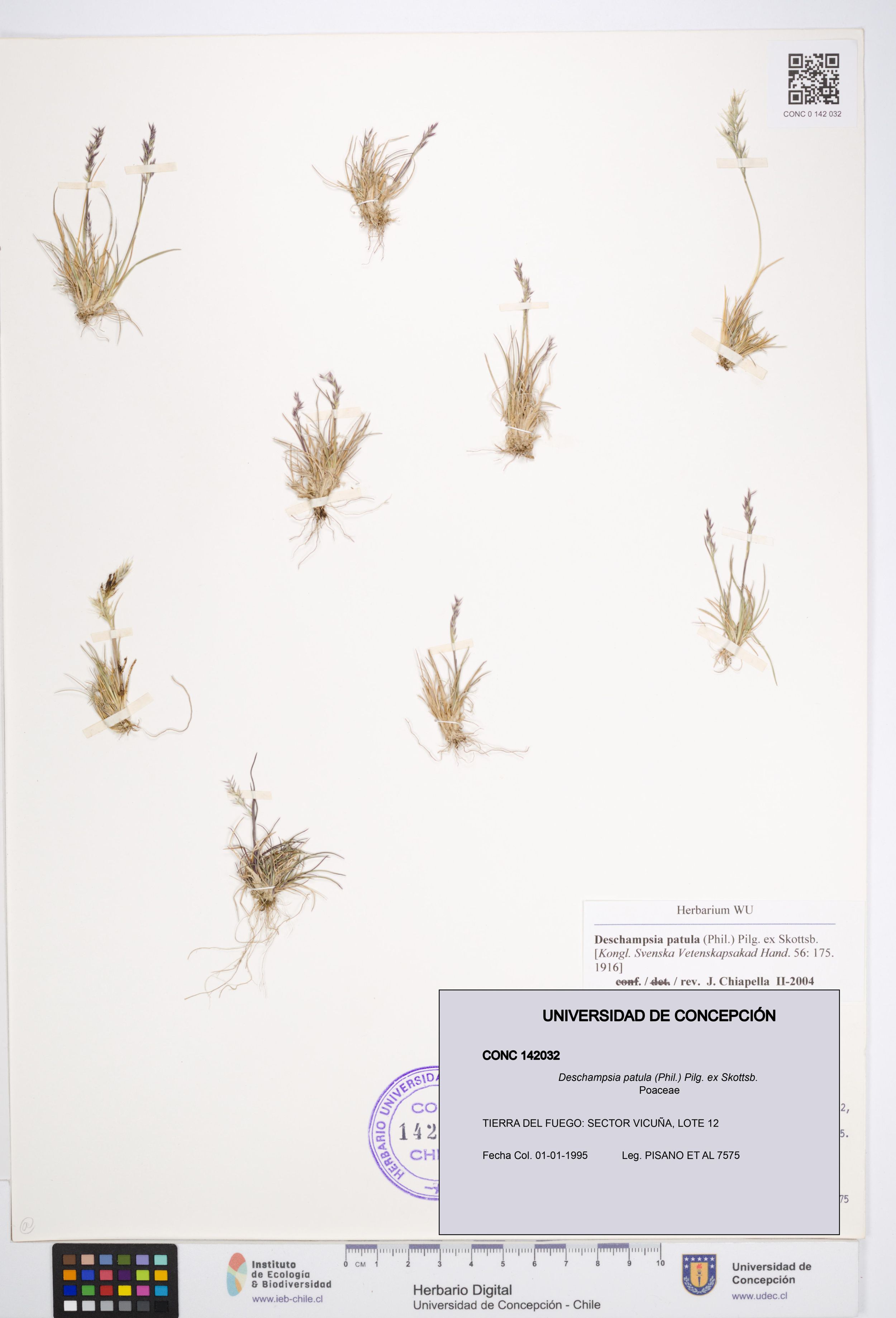 Deschampsia patula [Espécimen: ]