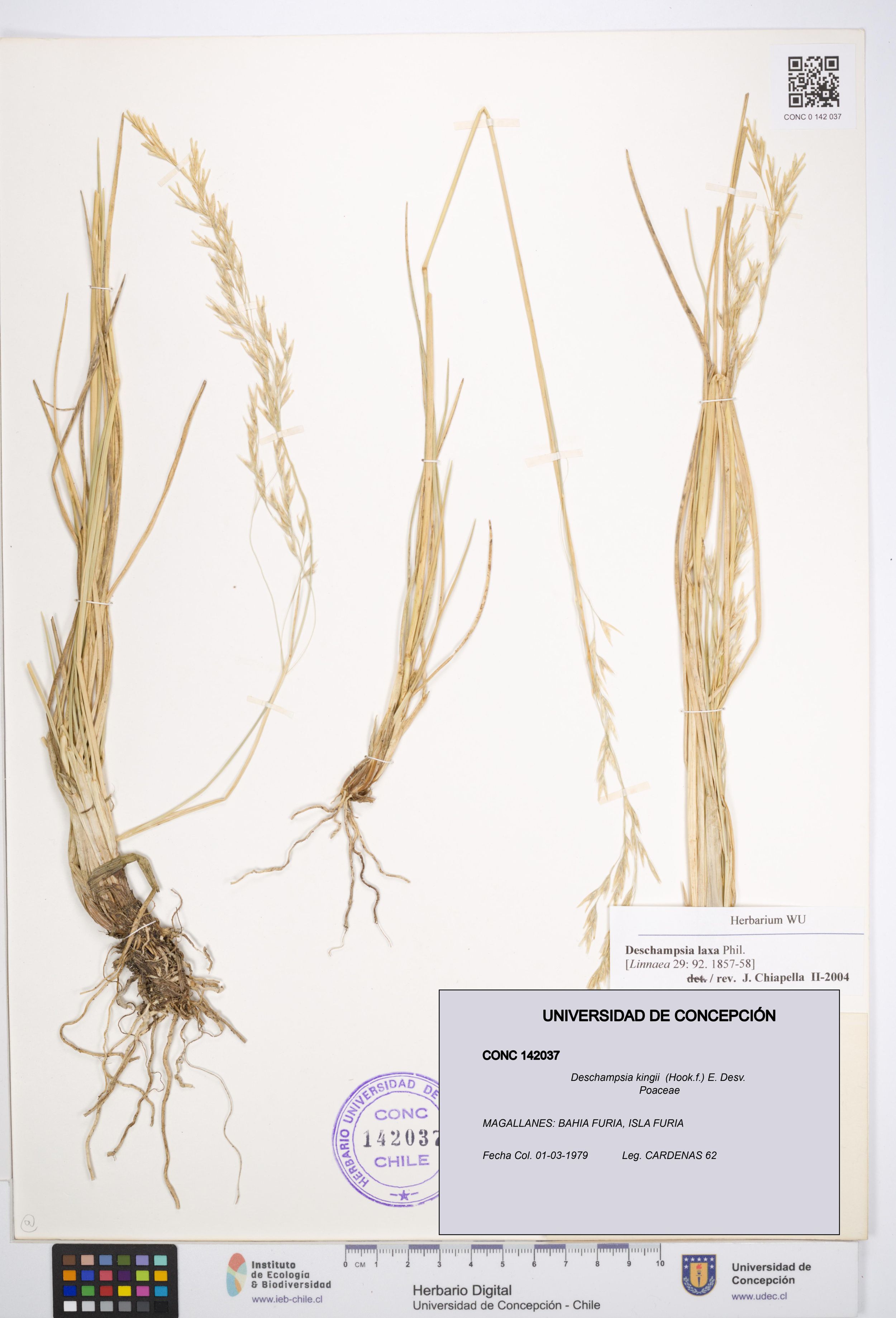 Deschampsia kingii [Espécimen: ]