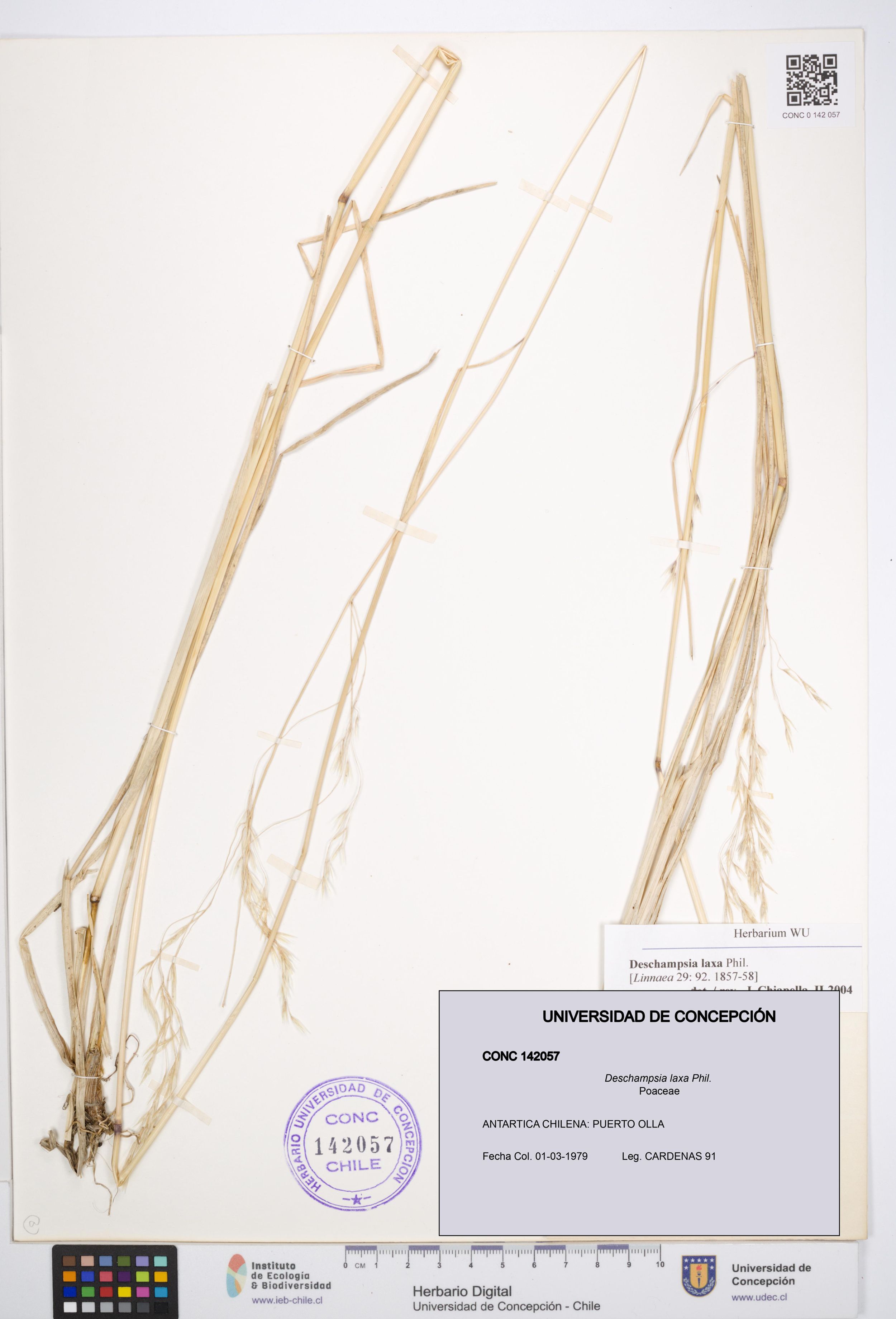 Deschampsia laxa [Espécimen: ]