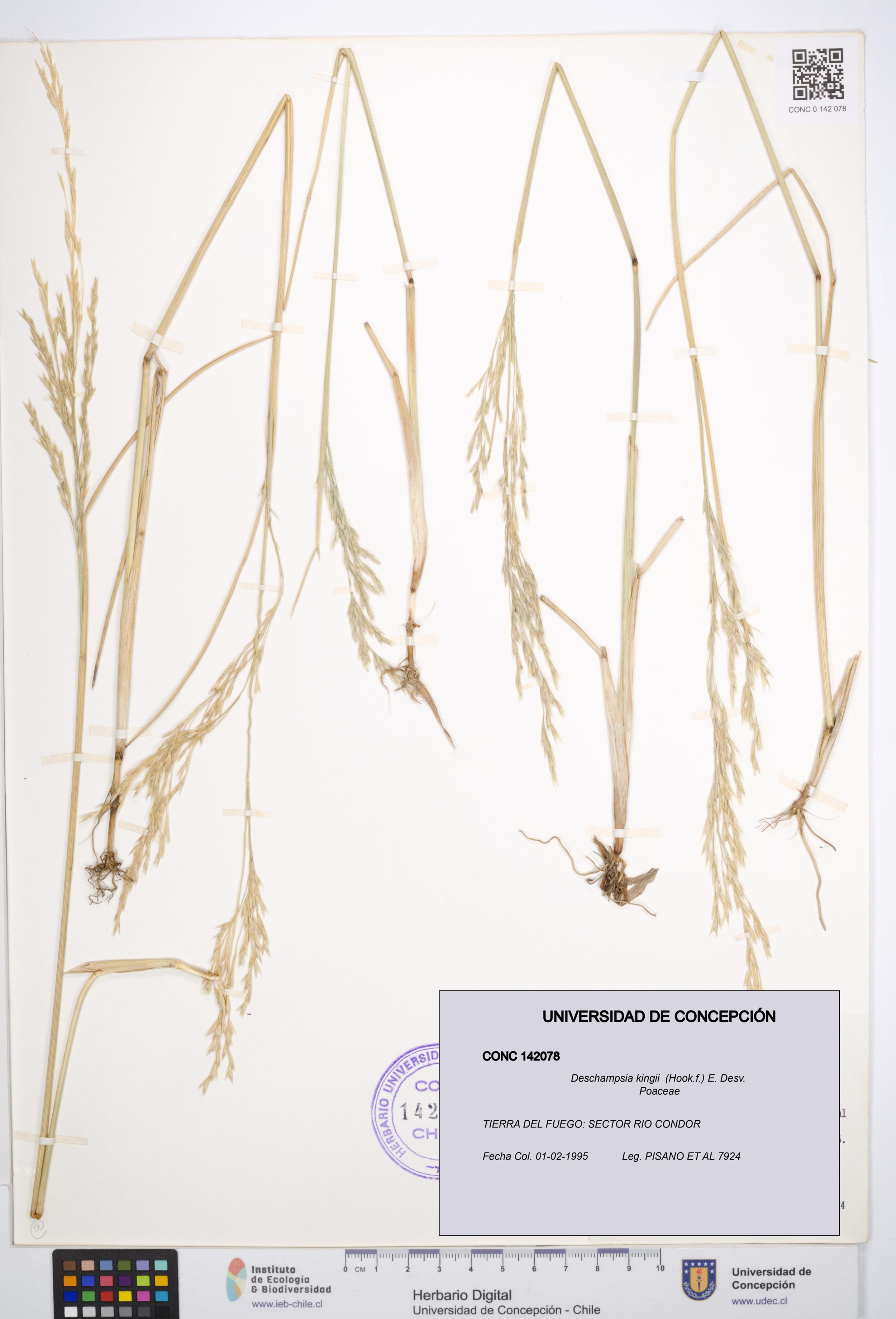 Deschampsia kingii [Espécimen: ]