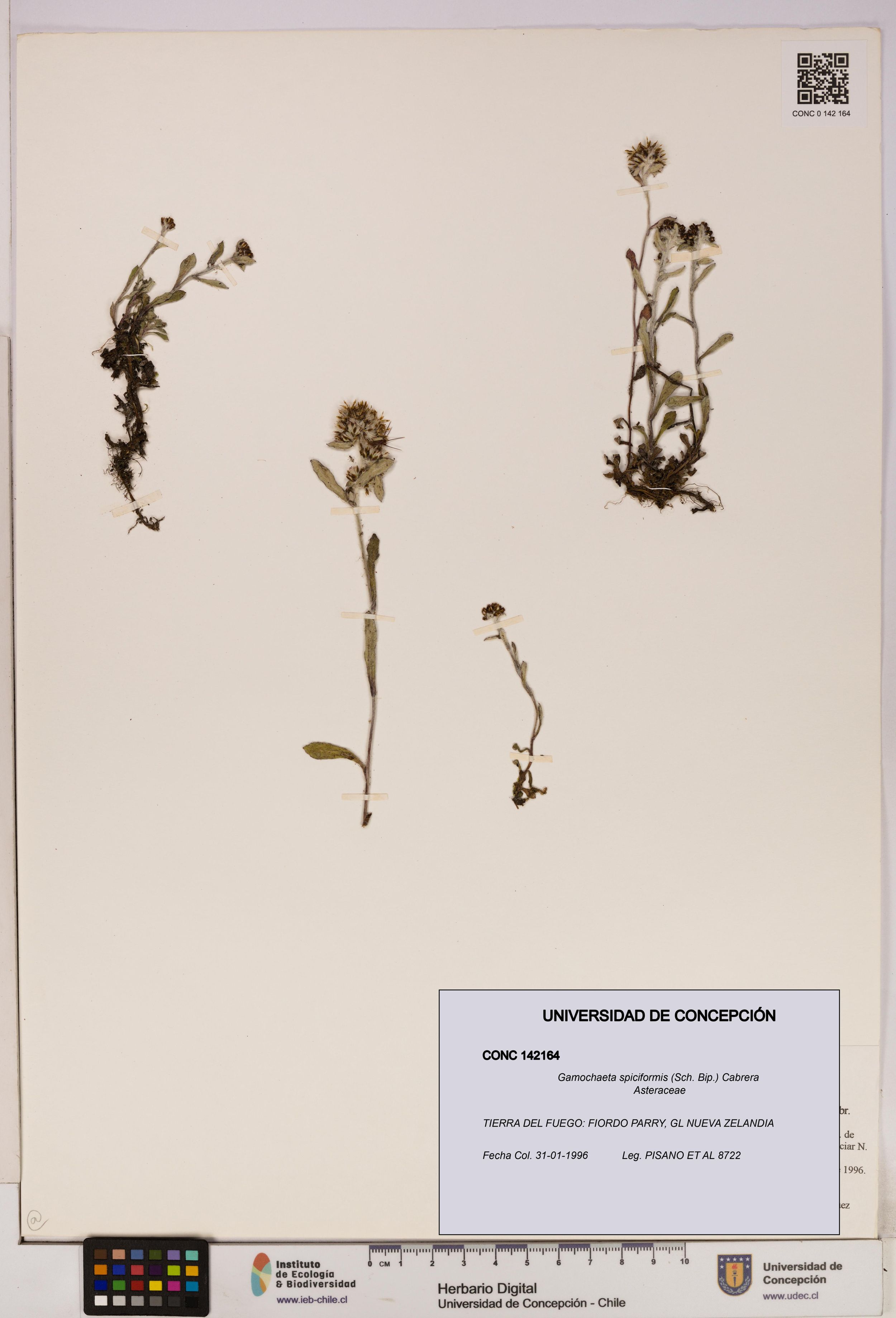Gamochaeta spiciformis [Espécimen: ]