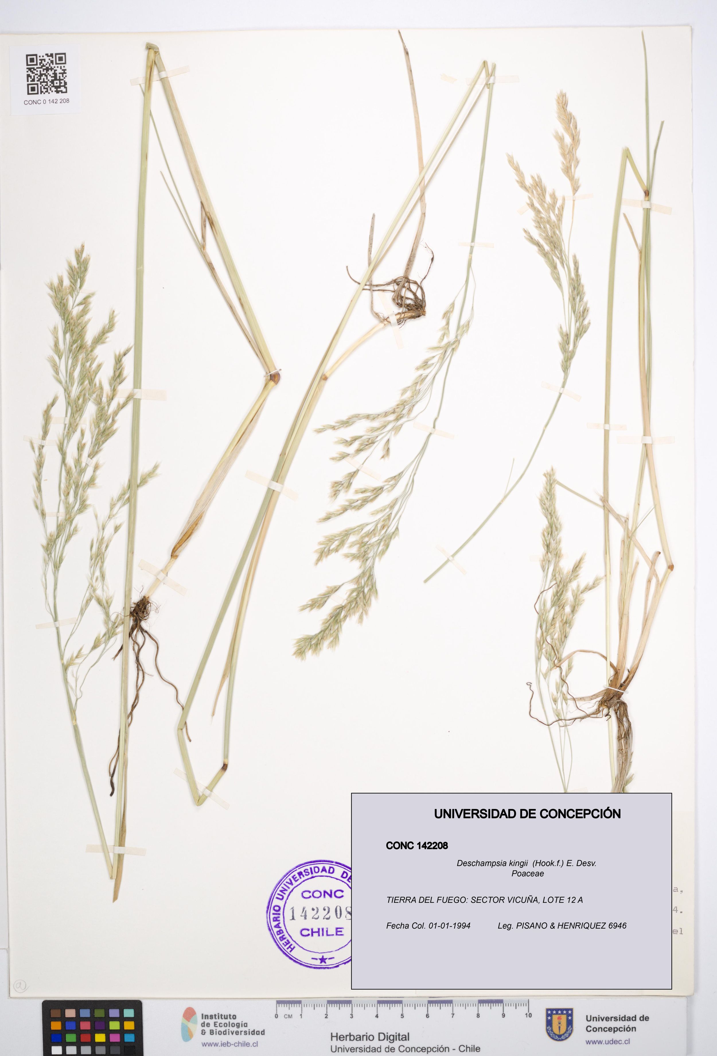 Deschampsia kingii [Espécimen: ]