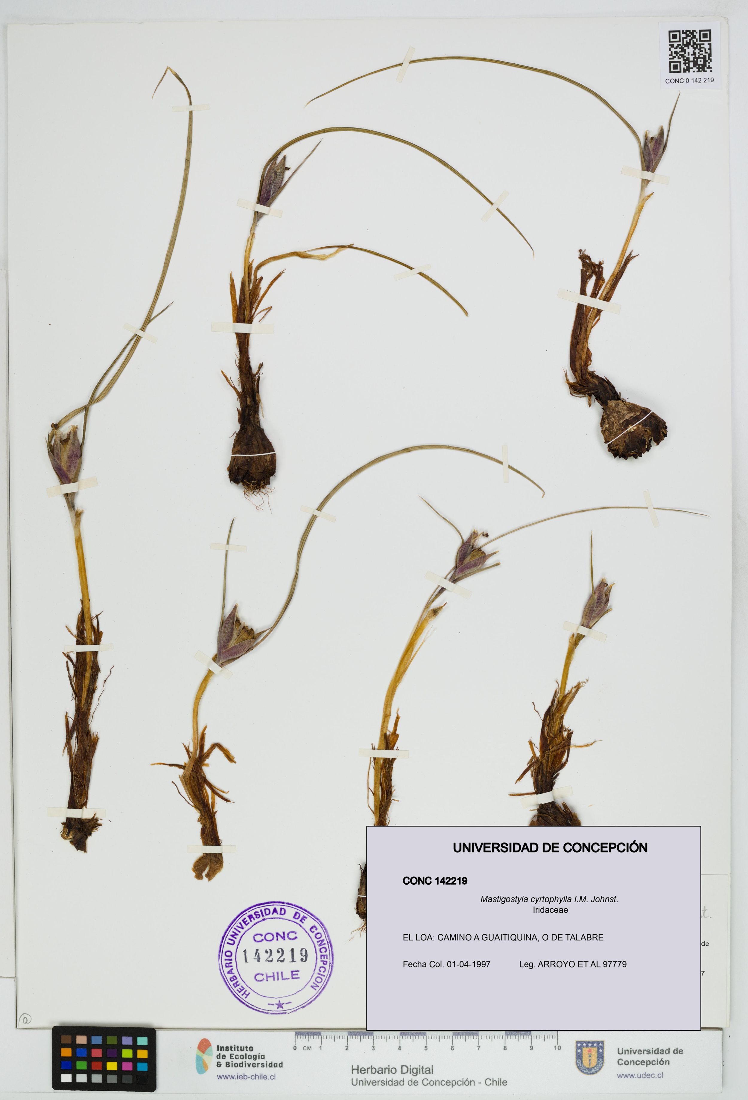 Mastigostyla cyrtophylla [Espécimen: ]
