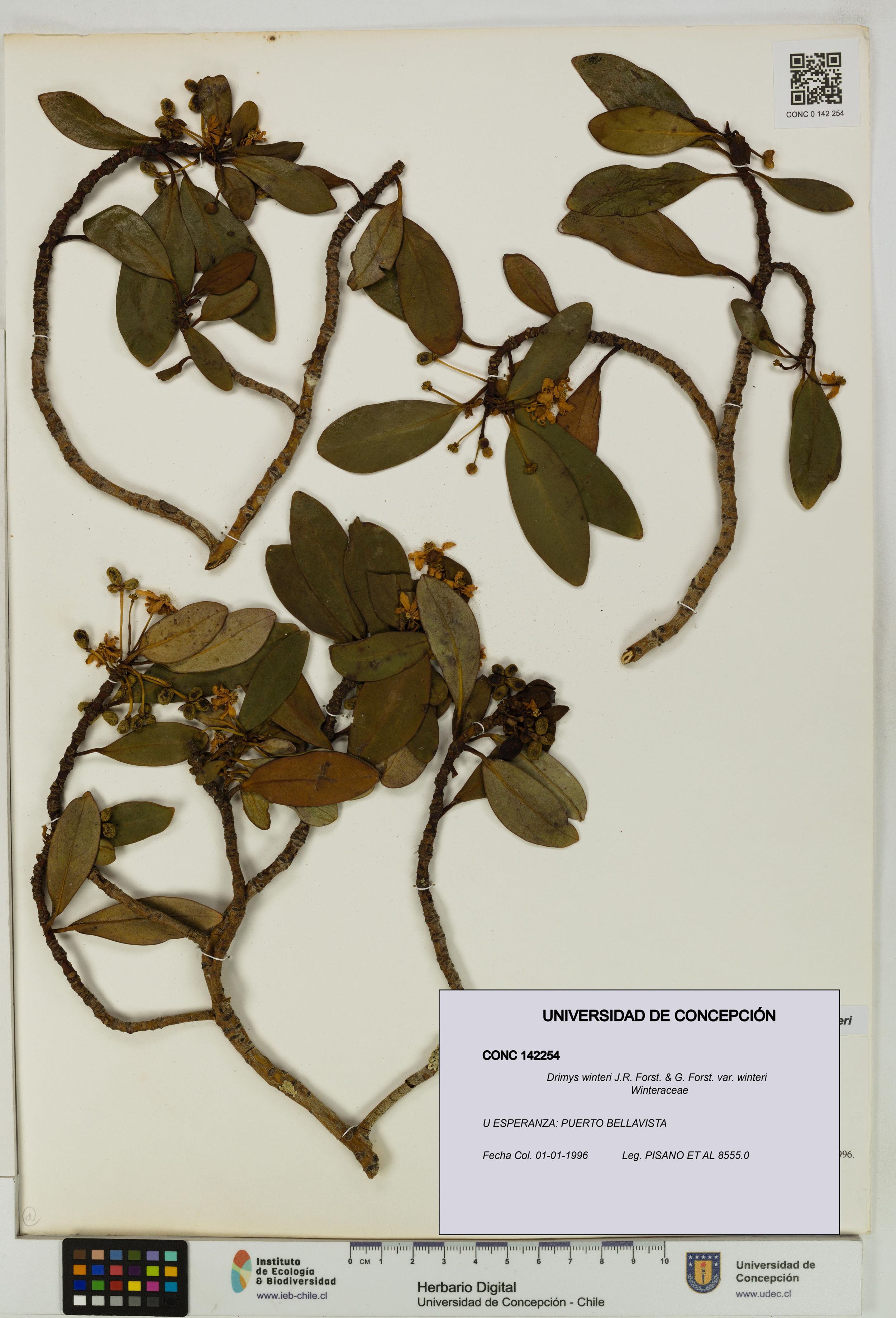 Drimys winteri var. winteri [Espécimen: ]