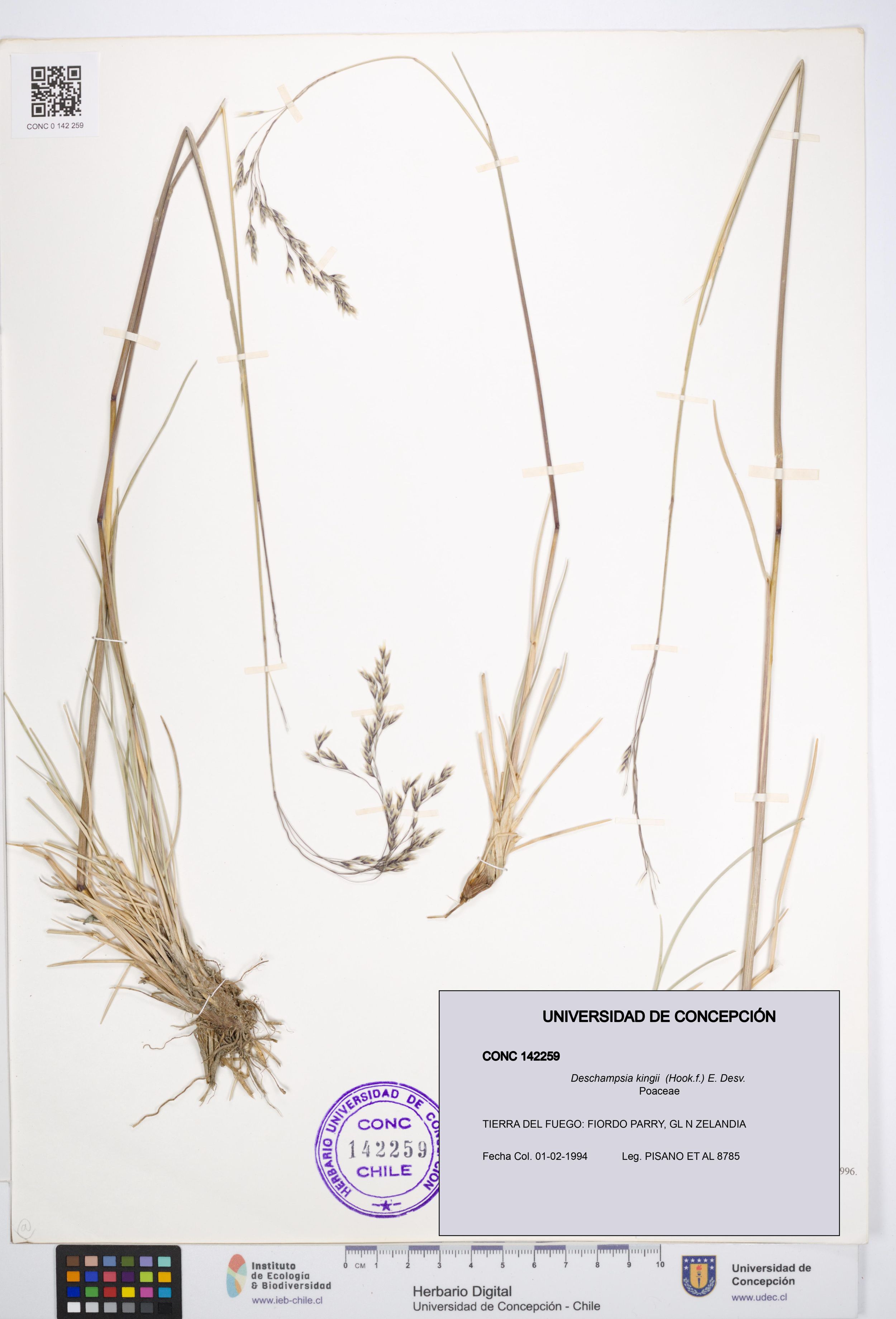 Deschampsia kingii [Espécimen: ]